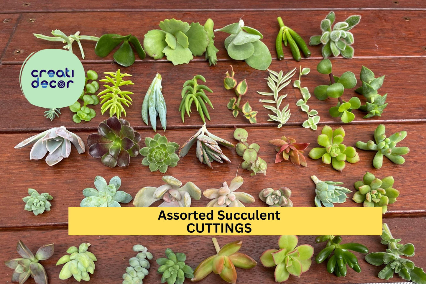 Assorted Succulent Cuttings Set | 18+ Varieties | Echeveria, Sedum, Jade, Crassula | DIY Garden, Gift, Decor