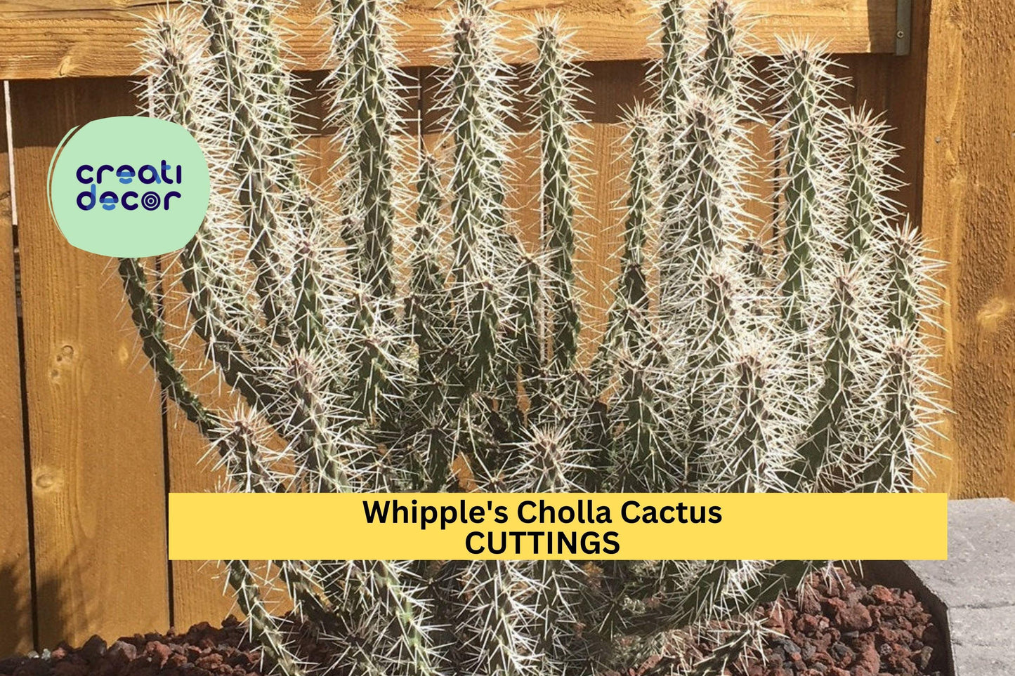 Whipple’s Cholla Cactus Cuttings | Cylindropuntia whipplei | Drought Tolerant Shrubby Cactus for Arid Gardens & Rock Landscaping