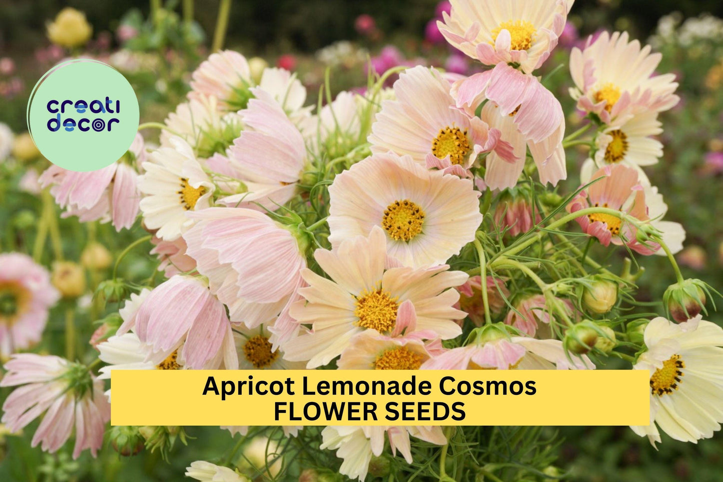 Apricot Lemonade Cosmos Seeds – 200+ Soft Pastel Blooms for Cottage Gardens, Cut Flowers, Pollinator Beds – Cosmos bipinnatus