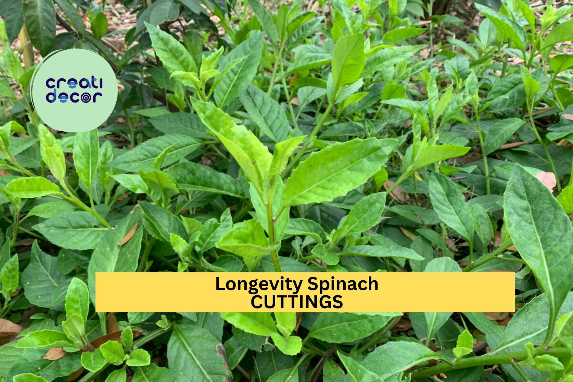 Longevity Spinach Cuttings | 4 Fresh Unrooted Gynura Procumbens Perennial Edible Greens