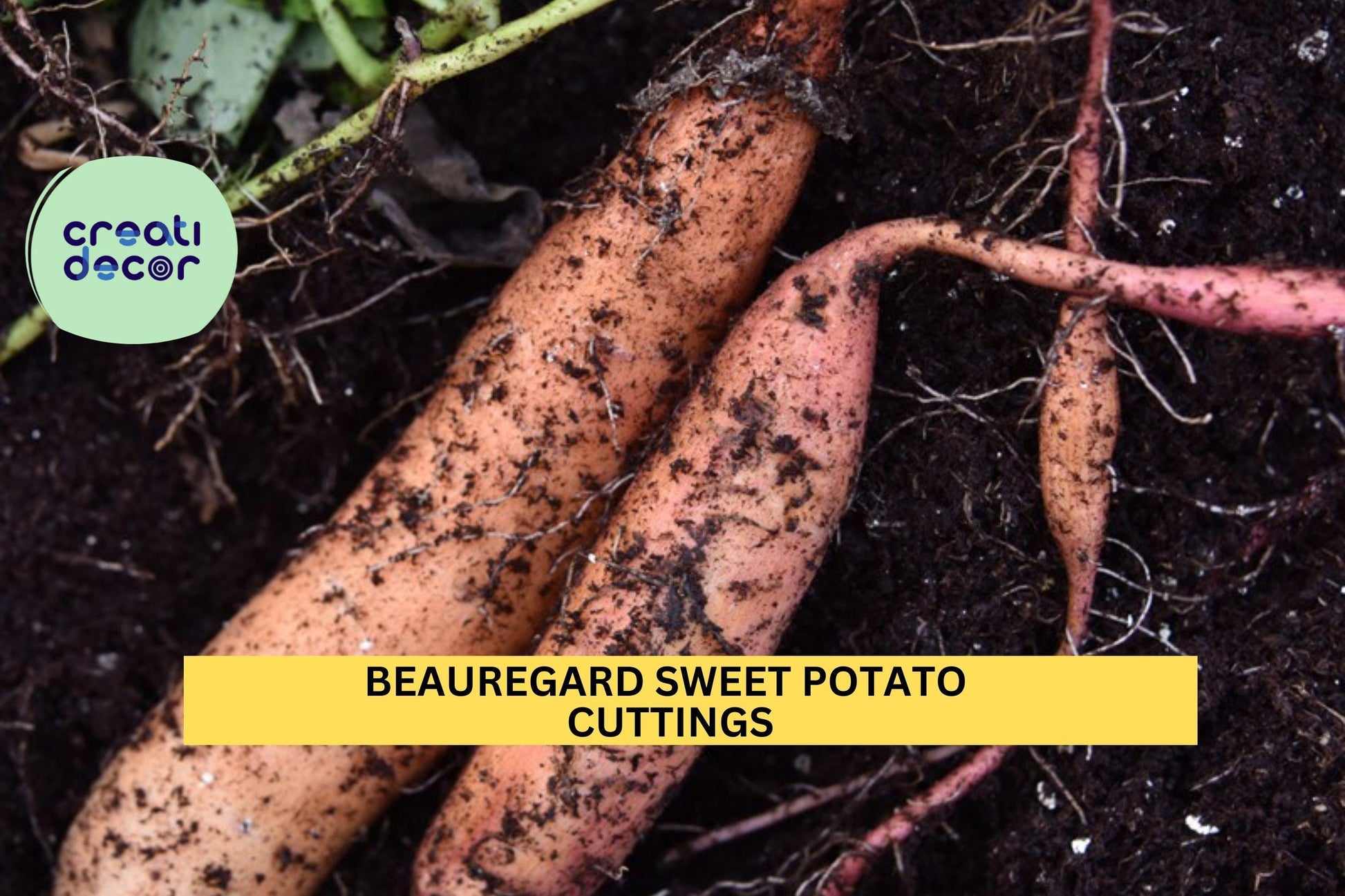 Beauregard Sweet Potato Slips | 20 Fresh Ipomoea Batatas Cuttings for Home Gardening & Planting