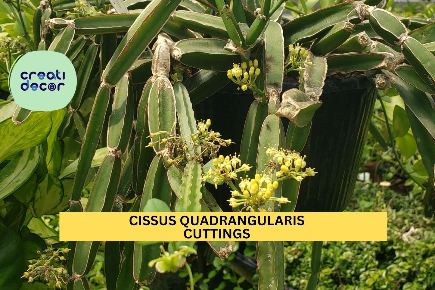 4 Veldt Grape Cuttings | Cissus Quadrangularis Succulent Vine | 12" Unrooted Clippings for Pots & Trellises