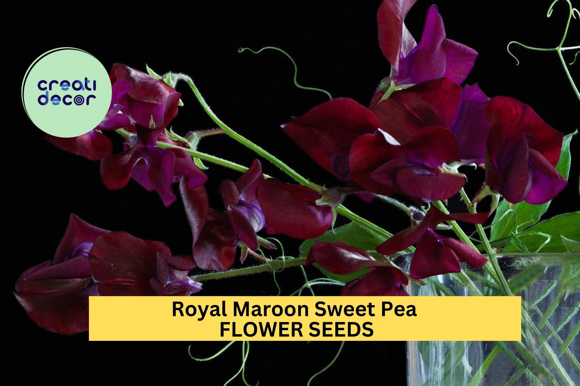 Royal Maroon Sweet Pea Seeds – Climbing Vine with Deep Burgundy Blooms – Lathyrus odoratus for Bouquets, Cottage Gardens & Trellises