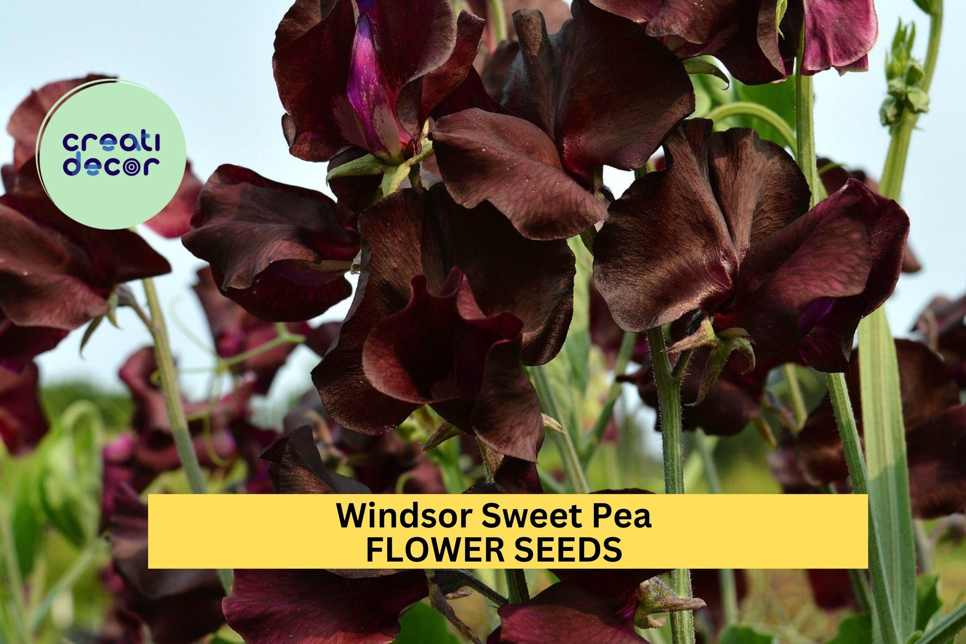 Windsor Sweet Pea Seeds – Deep Purple Blooms – Climbing Vine for Trellises, Bouquets & Gardens – Lathyrus odoratus – 50+ Seeds