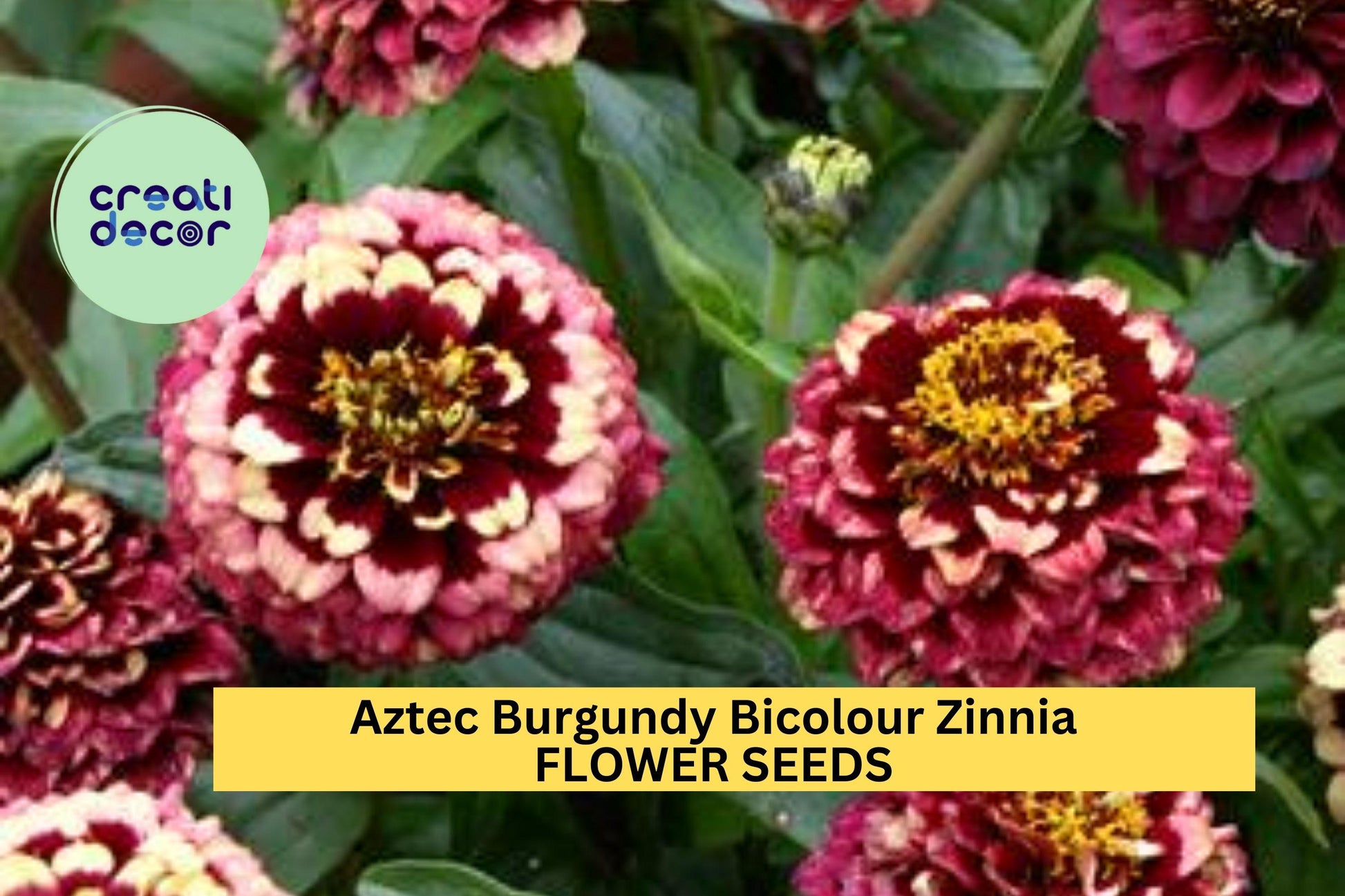 Aztec Burgundy Bicolour Zinnia Seeds – 100+ Two-Tone Blooms for Cut Flowers, Borders & Pollinator Gardens – Zinnia elegans