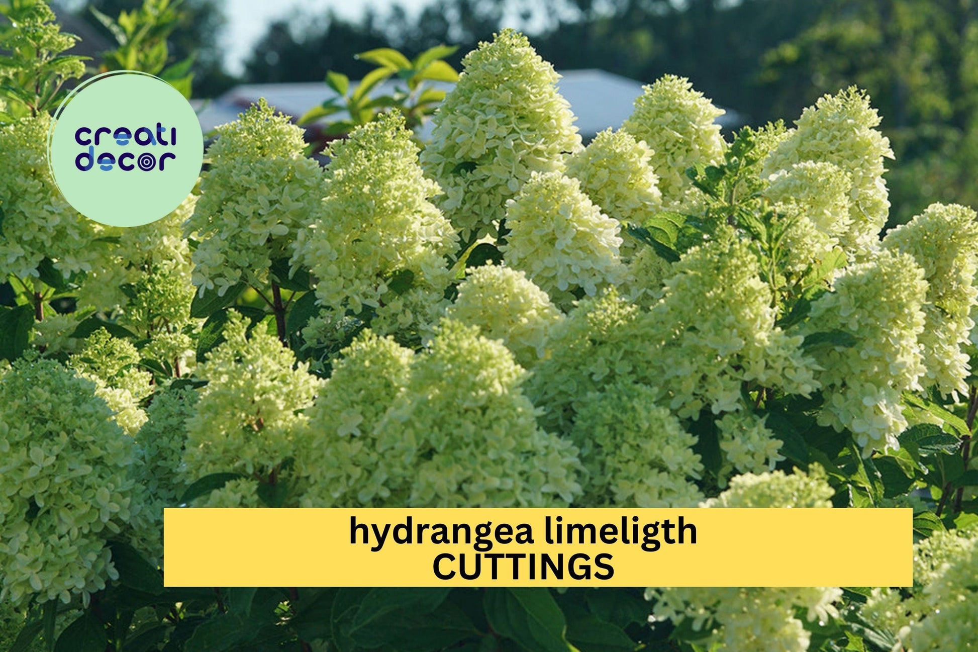 Rooted Limelight Hydrangea Cuttings | Hydrangea paniculata 'Limelight' | 6–10" Starter Plants for Gardens & Landscaping