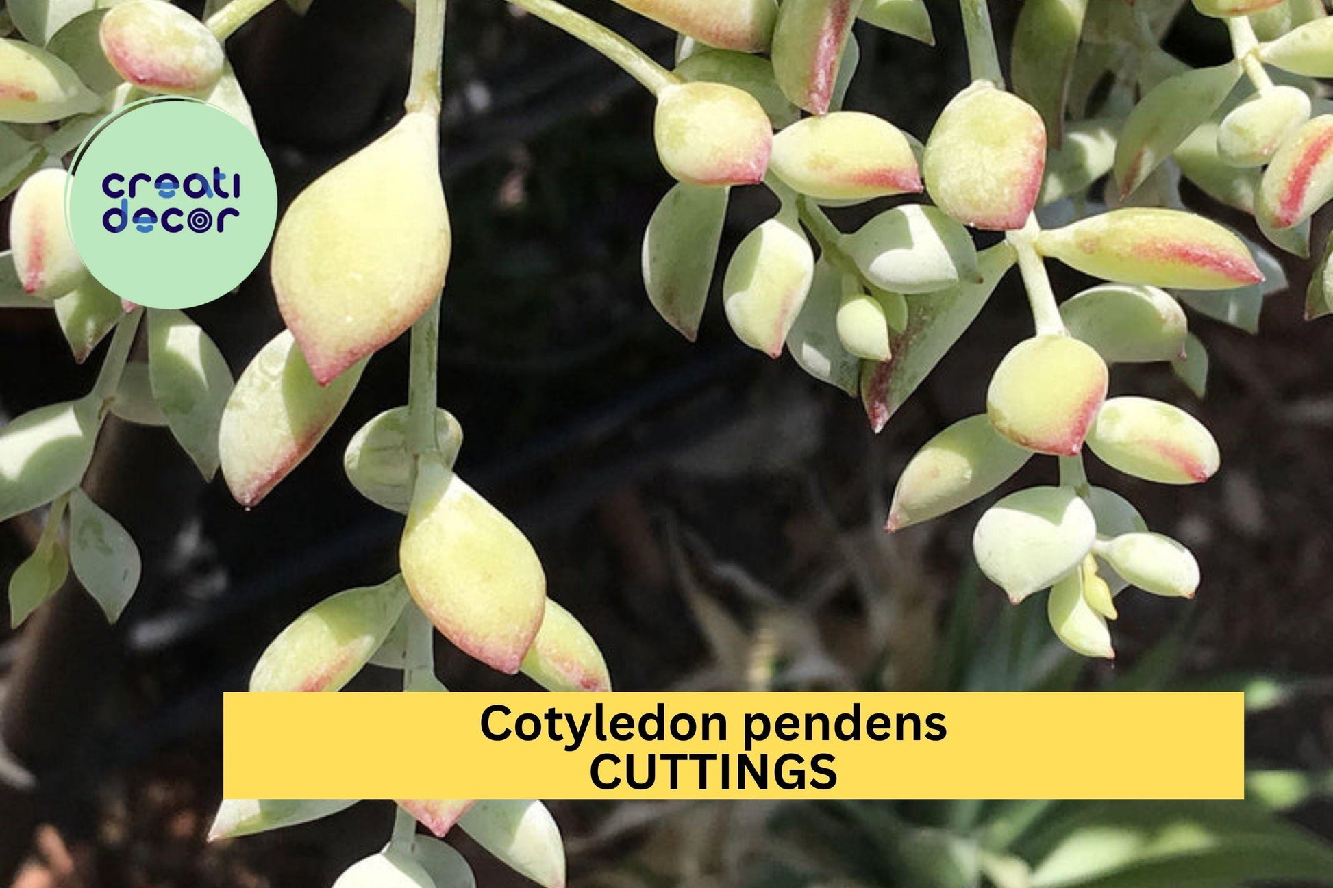 4 Cotyledon Pendens Succulent Cuttings | Trailing Cliff Succulent Starter Plants | Gray-Green Foliage | Unrooted Succulents
