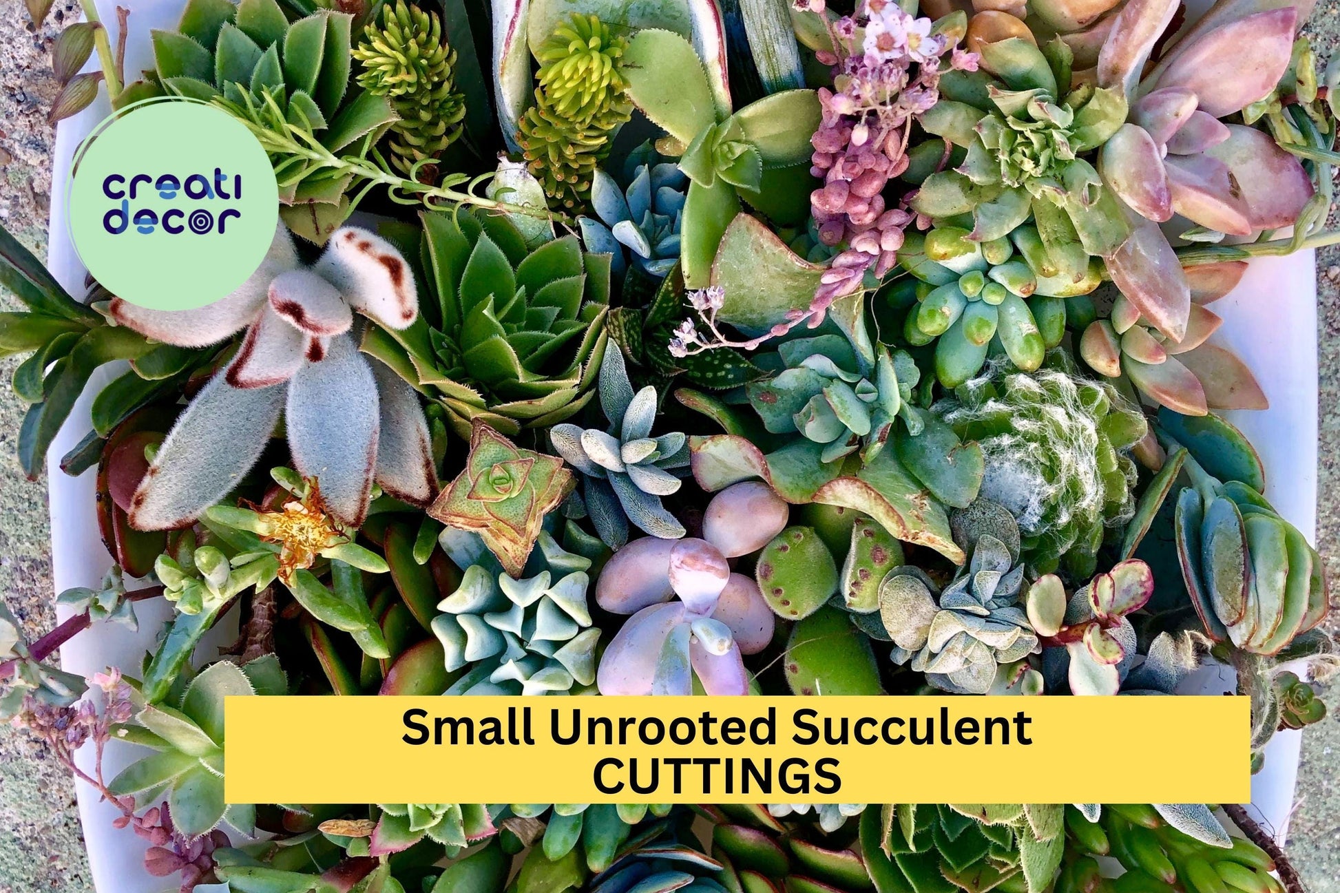 Unrooted Succulent Cuttings Pack | Assorted Varieties for DIY Terrariums & Mini Gardens | Succulent Plants, Cactus, Aloe, Echeveria