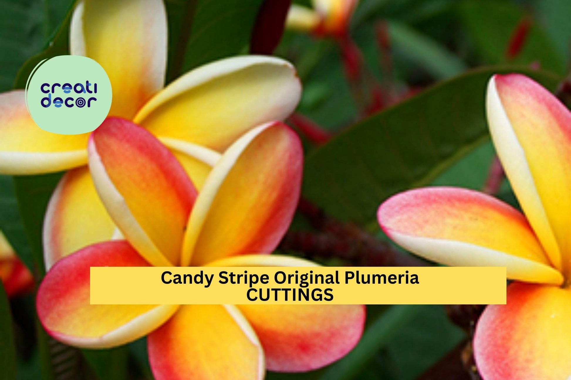 Candy Stripe Plumeria Cutting | 10" Unrooted Frangipani Starter | Pink & White Blooms | Plumeria rubra