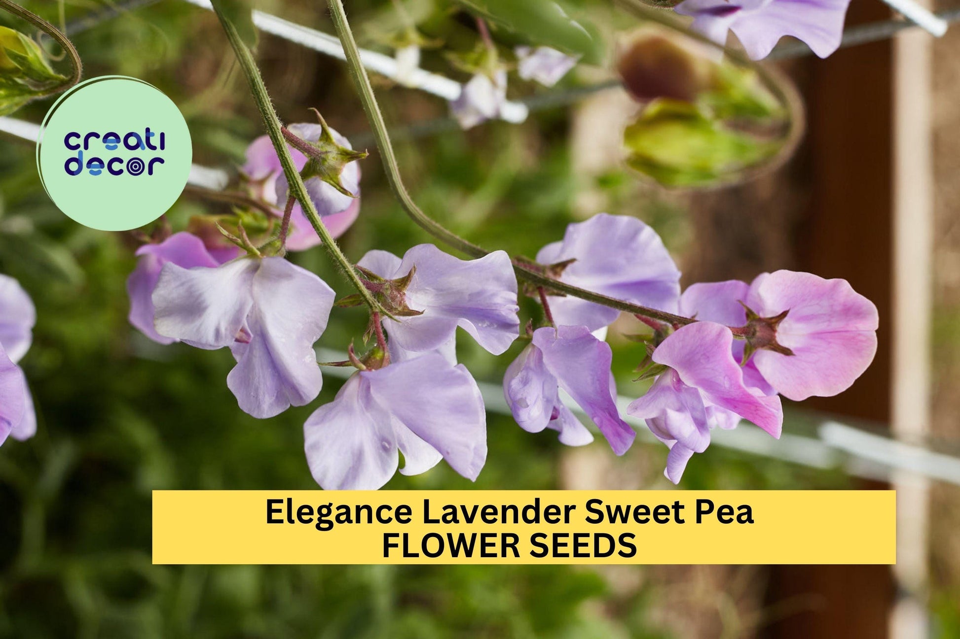 Elegance Lavender Sweet Pea Seeds – Climbing Vine with Lavender Blooms for Bouquets, Trellises & Cottage Gardens – Lathyrus odoratus