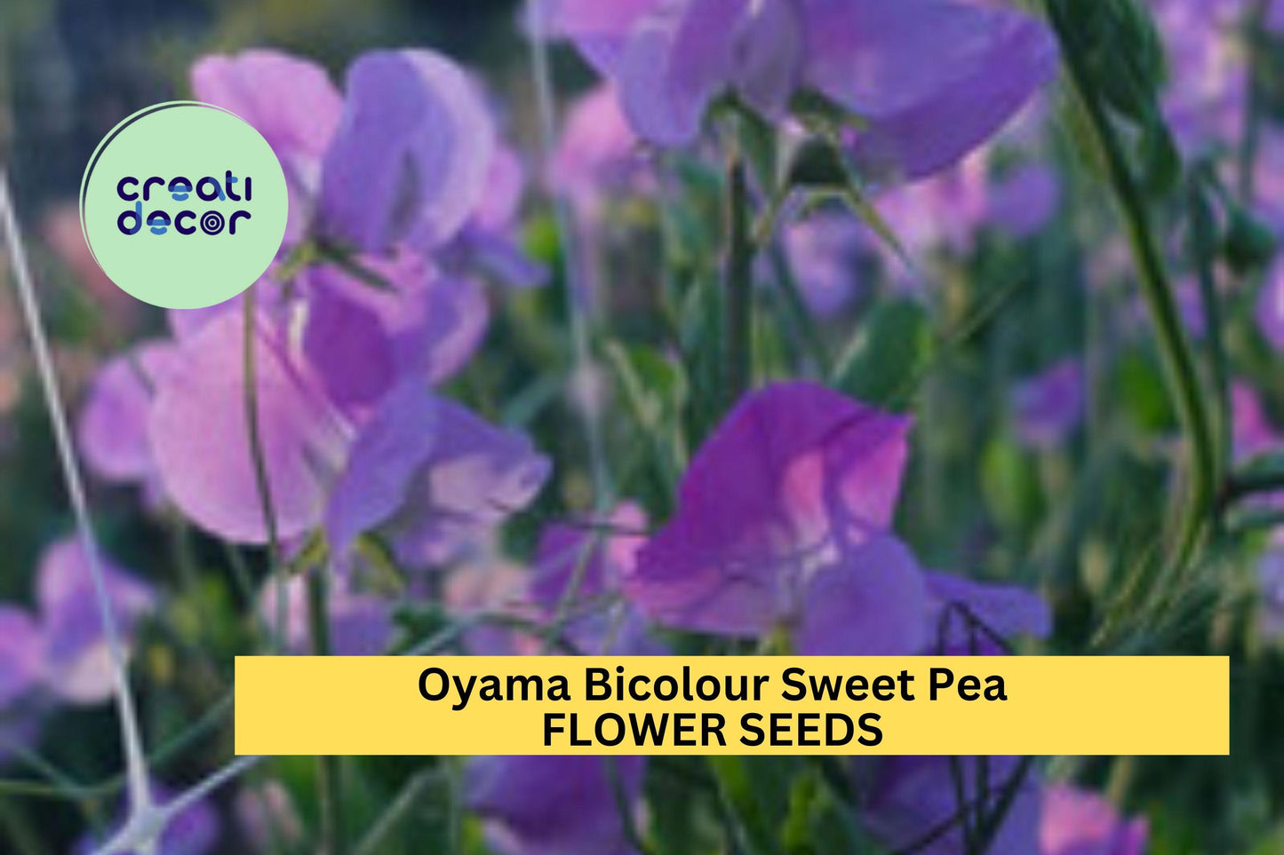 Oyama Bicolour Sweet Pea Seeds – Bicolor Climbing Vine for Bouquets & Gardens – Lathyrus odoratus, 50+ Seeds