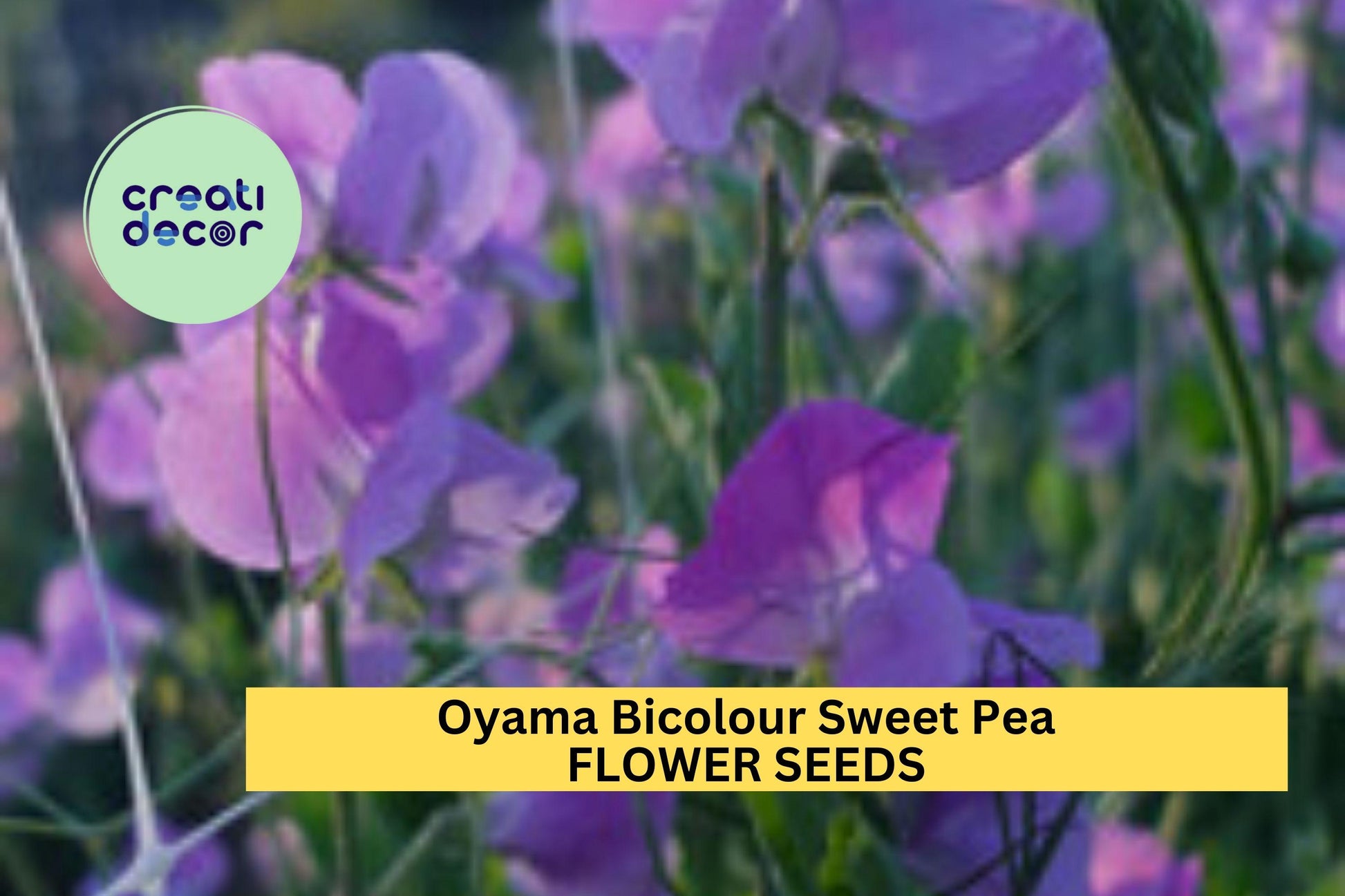Oyama Bicolour Sweet Pea Seeds – Bicolor Climbing Vine for Bouquets & Gardens – Lathyrus odoratus, 50+ Seeds