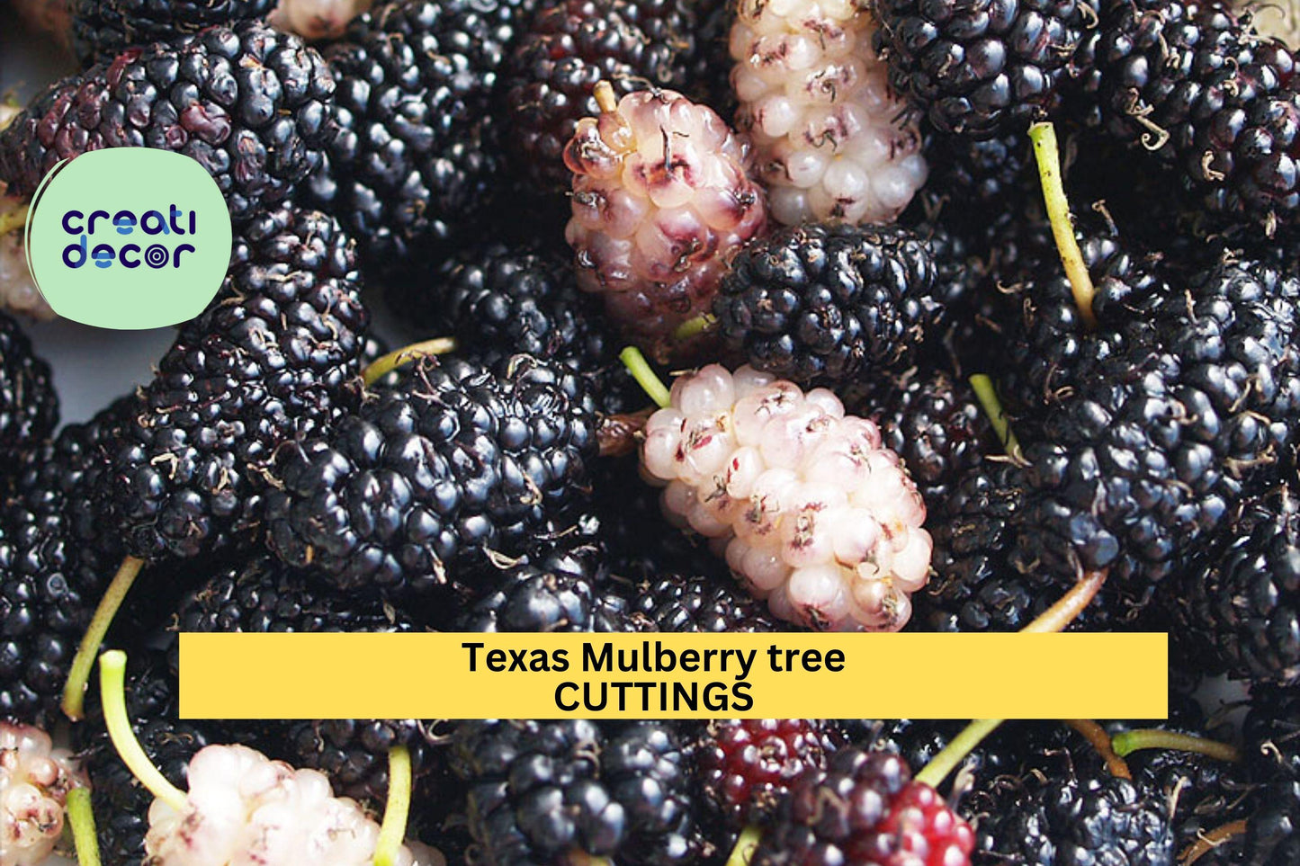 20+ Texas Mulberry Cuttings | Morus microphylla Unrooted 7–10" | Drought-Tolerant Native Fruit Tree for Grafting & Rooting