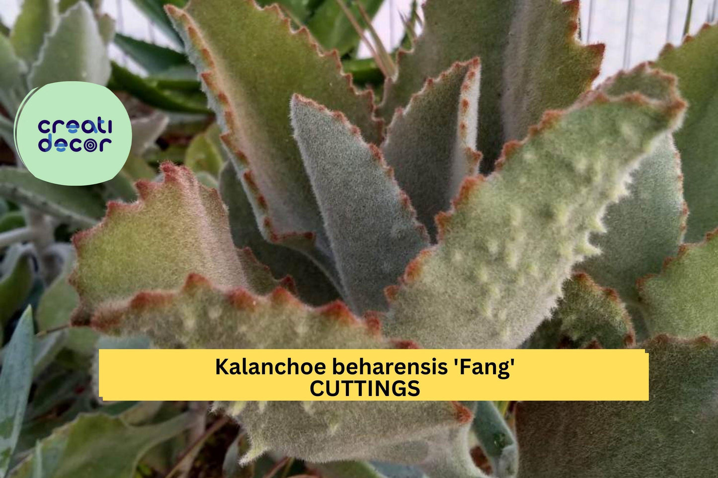 Kalanchoe Beharensis 'Fang' Cutting – Unrooted Succulent Starter with Fuzzy Silver Leaves and Toothlike Underside