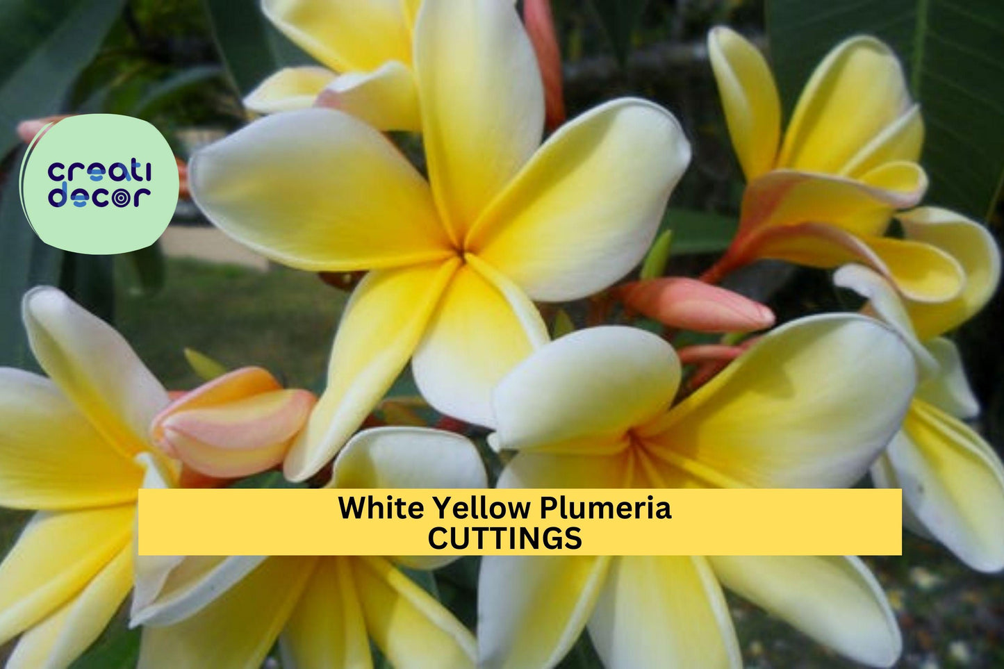 White Yellow Plumeria Cutting – 10" Unrooted Frangipani, Tropical Flowering Tree, Plumeria rubra, Fragrant Bloom, Florida Grown