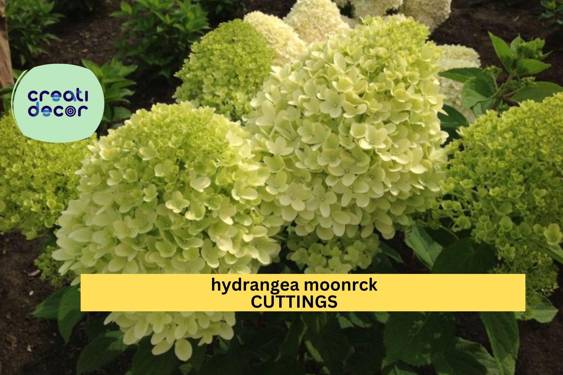 Hydrangea paniculata Moonrock Rooted Cuttings – 6-9 Inch White-Green Flowering Shrubs for Borders & Gardens