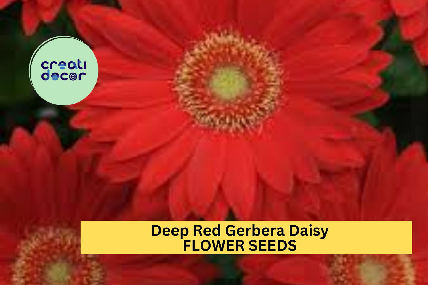 Deep Red Gerbera Daisy Seeds – 200+ Vibrant Red Blooms – Perennial Flower for Borders, Containers & Cut Gardens – Gerbera jamesonii