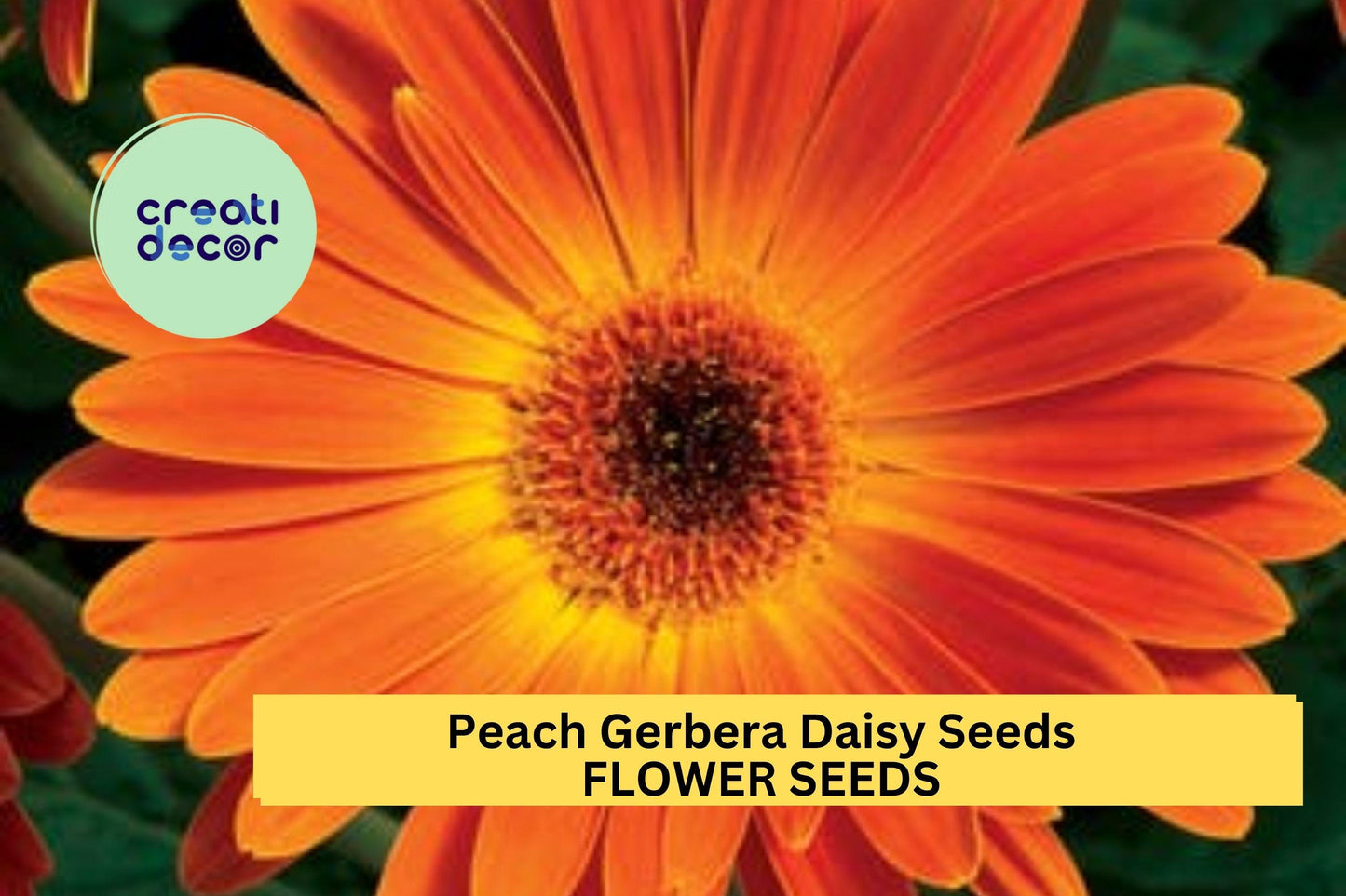 Peach Gerbera Daisy Seeds – 200+ Large Peach Blooms – Perennial Flower for Borders, Containers & Cut Gardens – Gerbera jamesonii