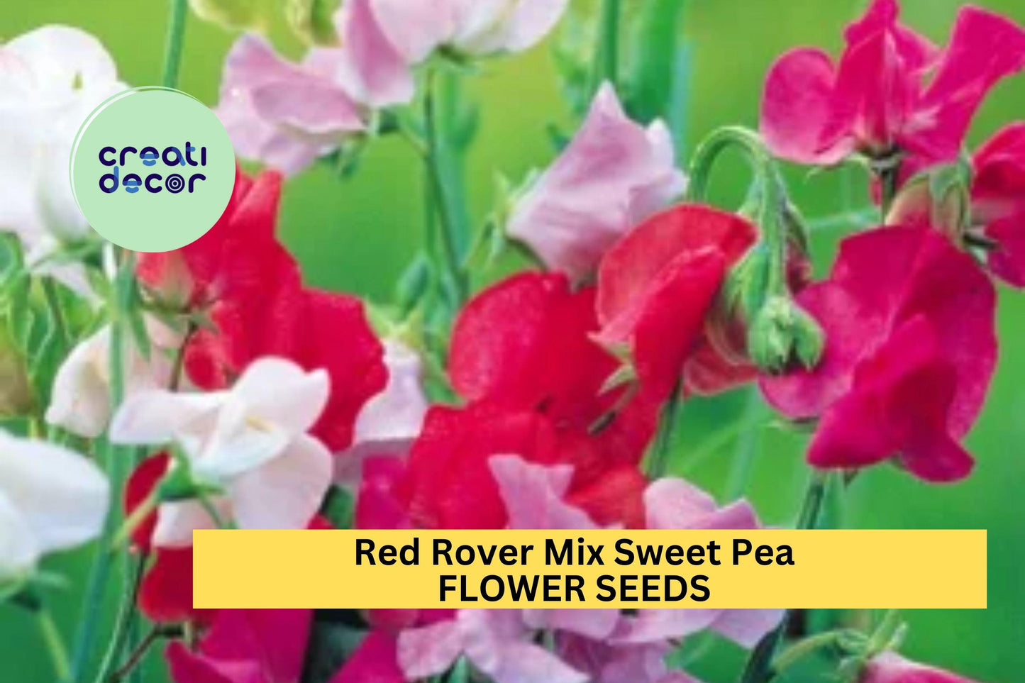 Red Rover Sweet Pea Seeds Mix – Fragrant Climbing Vines for Trellis & Cut Flowers, Lathyrus odoratus, 50+ Seeds