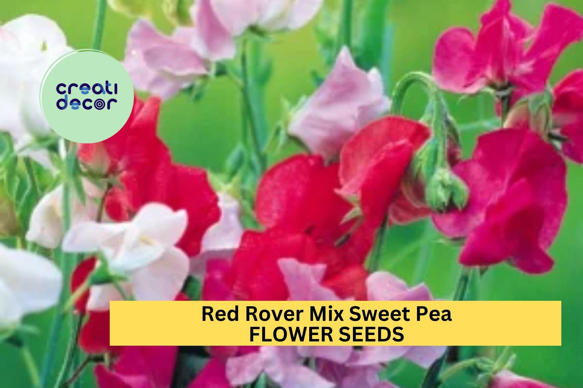 Red Rover Sweet Pea Seeds Mix – Fragrant Climbing Vines for Trellis & Cut Flowers, Lathyrus odoratus, 50+ Seeds