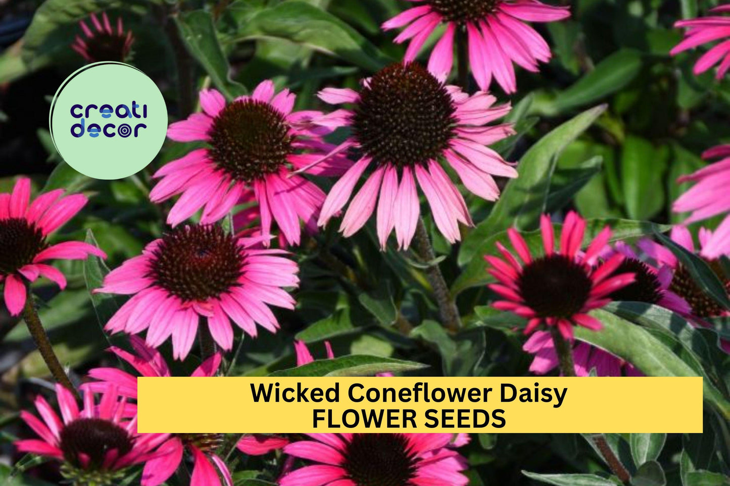 200+ Echinacea Purpurea Coneflower Seeds – Pollinator-Friendly Daisy Mix for Gardens and Wildflower Meadows