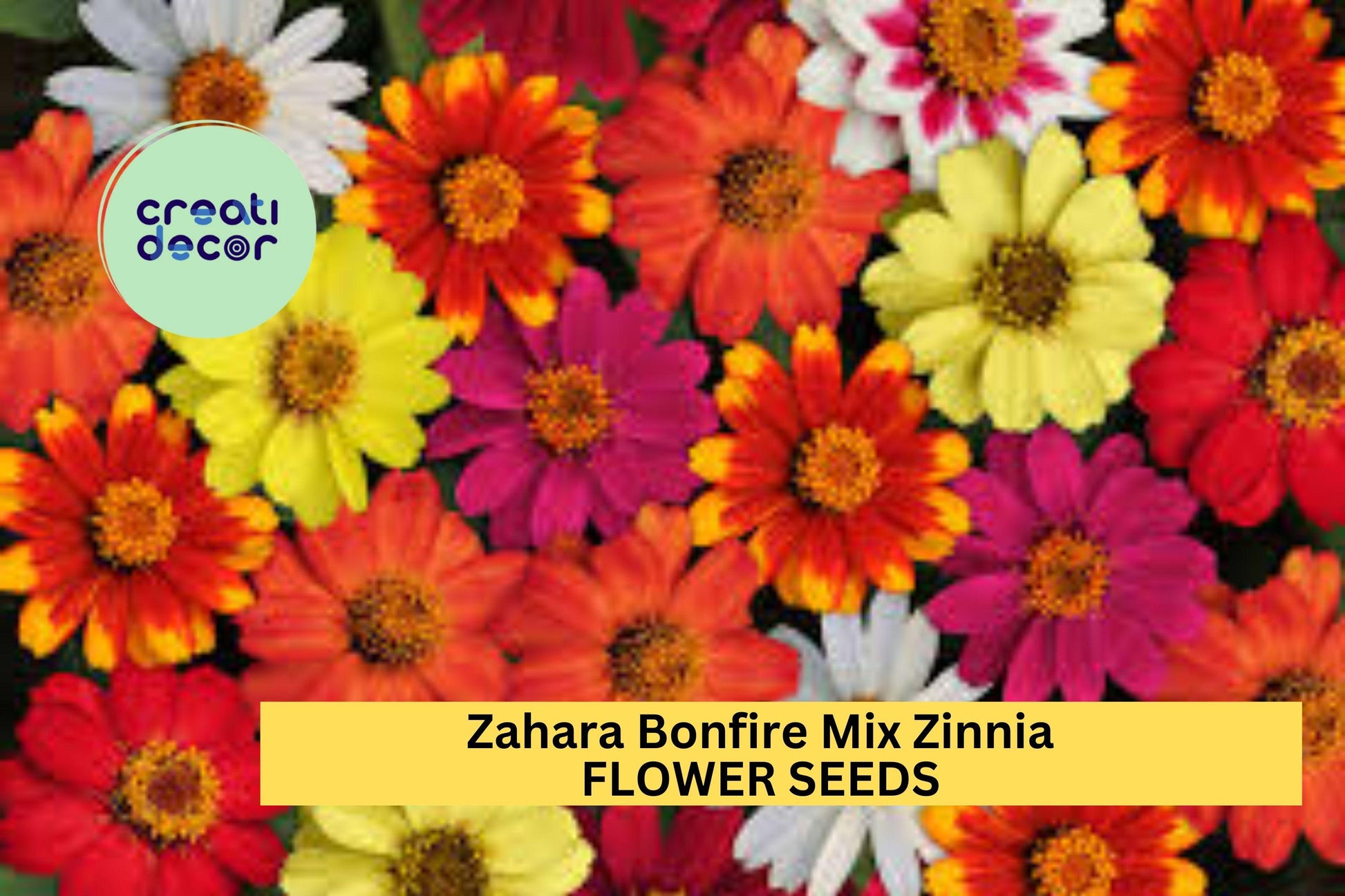 100+ Zahara Bonfire Mix Zinnia Seeds – Bright Red, Orange & Yellow Blooms, Heat-Tolerant Annuals, Zinnia marylandica for Garden, Borders & Containers