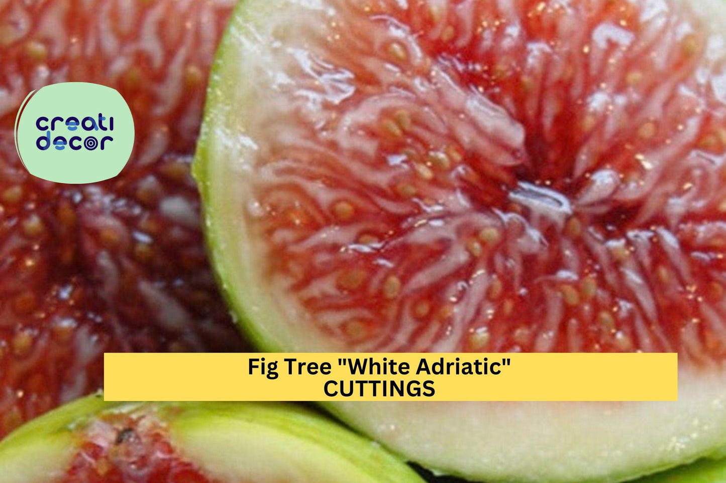 White Adriatic Fig Cuttings - Unrooted Ficus Carica 'White Adriatic' for Grafting or Rooting, Heirloom Edible Fruit