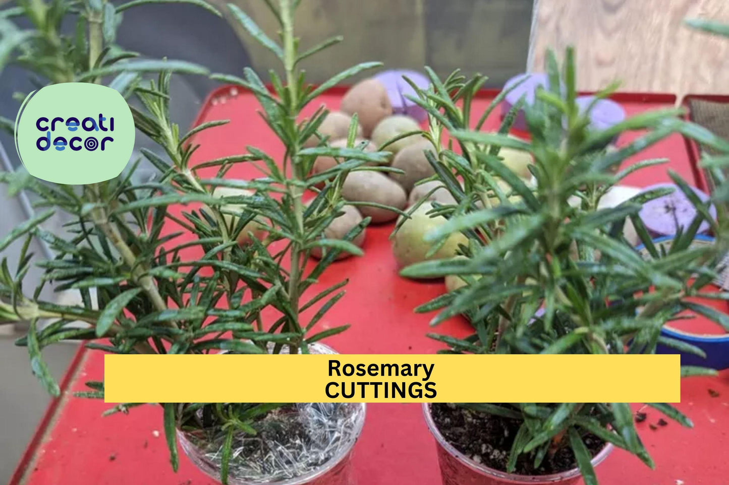 2 Rooted Rosemary Cuttings – Live Bare Root Herb Plants, 5–8 Inches, Culinary, Organic, Salvia rosmarinus