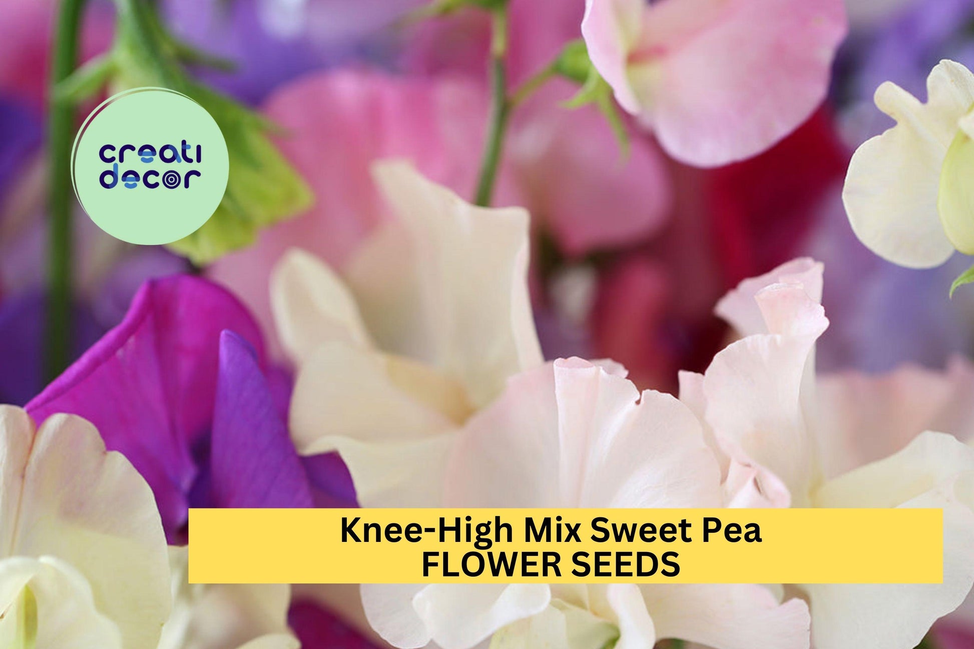 50+ Knee-High Sweet Pea Seeds, Fragrant Bush Variety, Lathyrus odoratus, Mixed Colors for Borders & Containers
