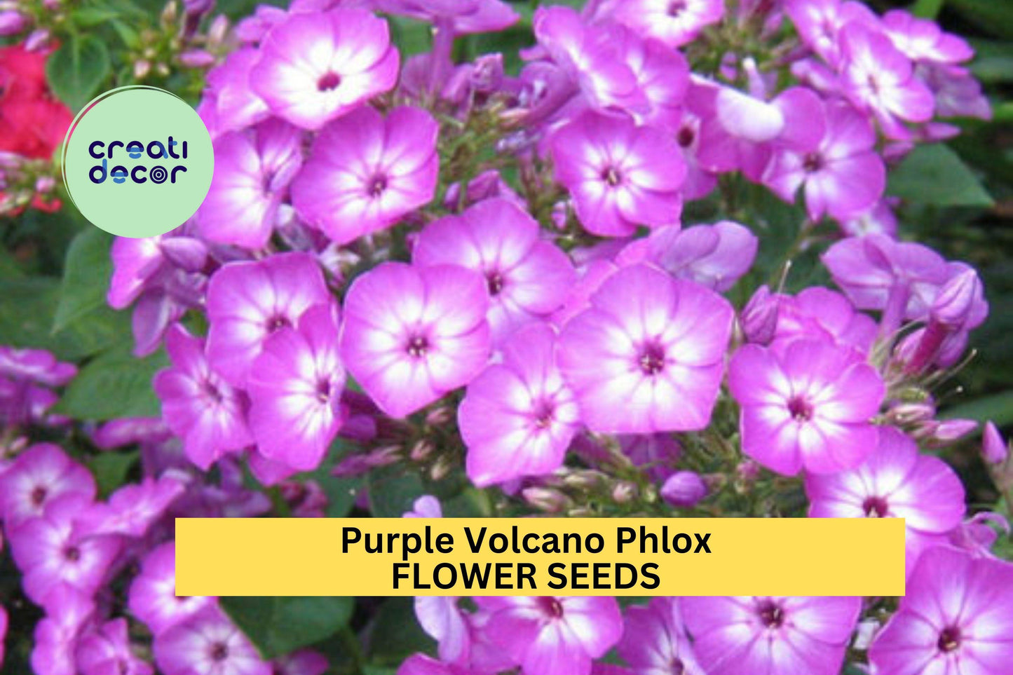 Purple Volcano Phlox Seeds – Perennial, Fragrant, Pollinator-Friendly, Phlox paniculata, 100+ Seeds