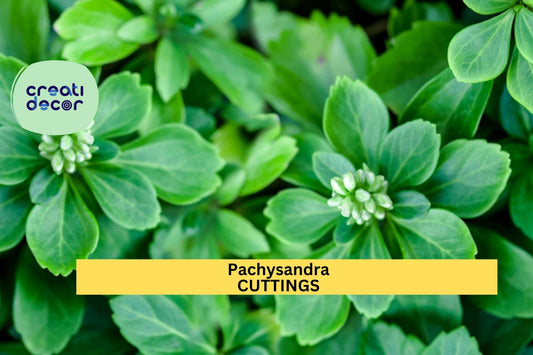 10 Pachysandra terminalis Cuttings | Japanese Spurge Ground Cover for Shade | Evergreen Perennial for Garden Borders