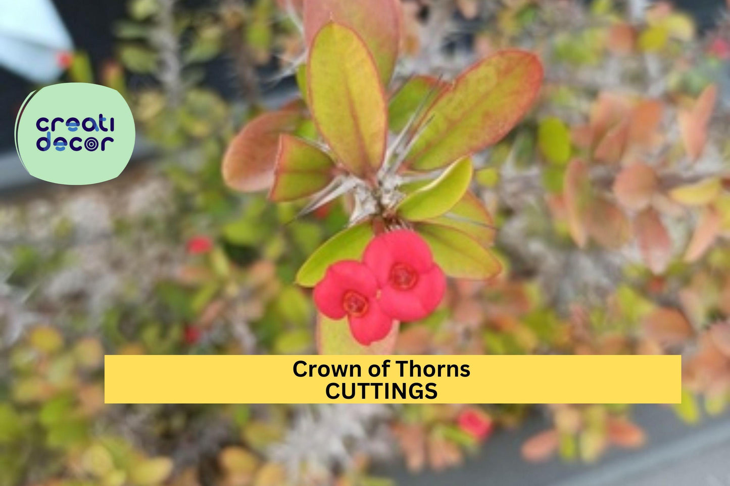 Euphorbia milii Crown of Thorns Rooted Cutting | Micro Mini Compact Succulent | Rare Small Bloom Variety