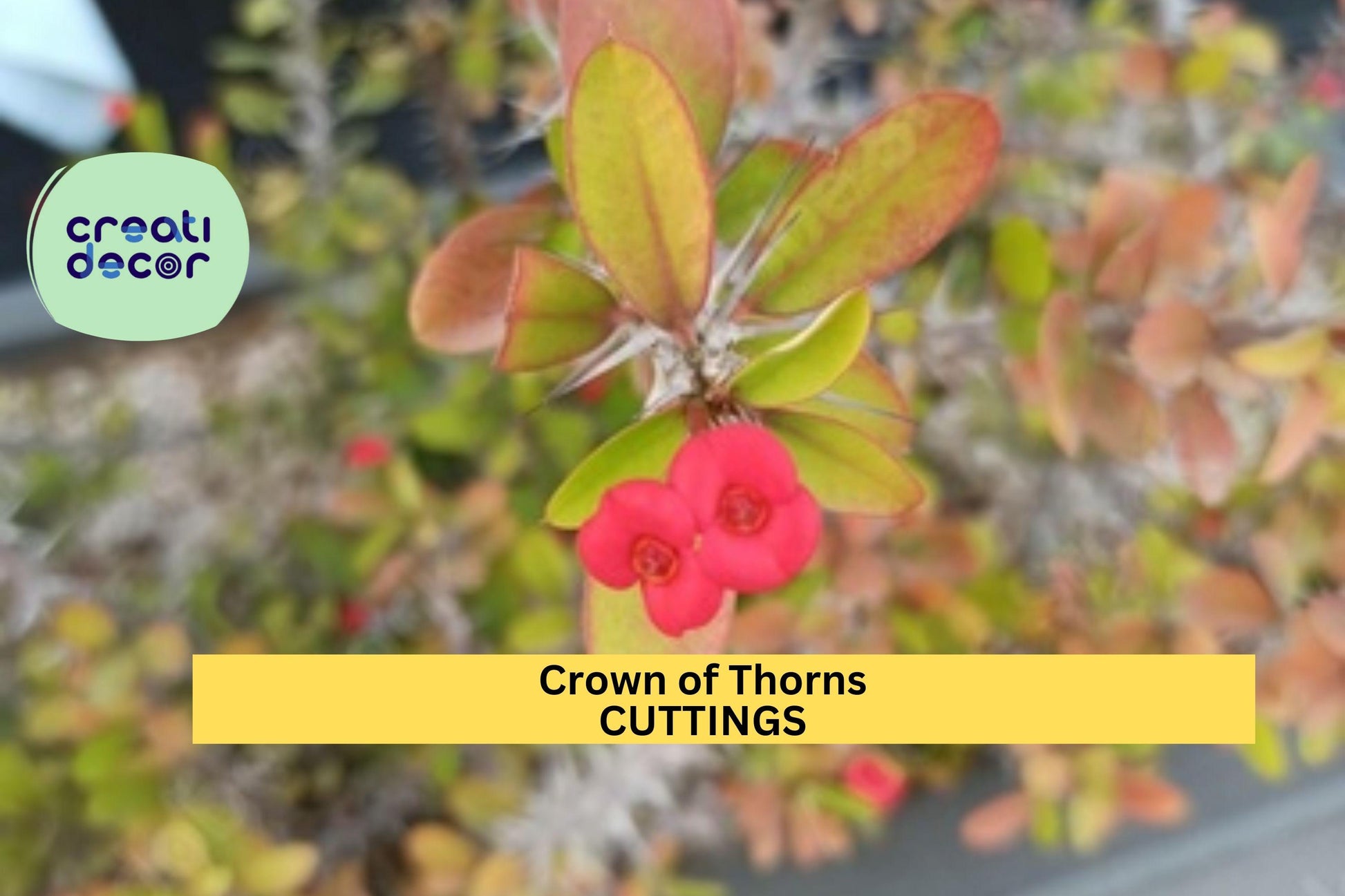 Euphorbia milii Crown of Thorns Rooted Cutting | Micro Mini Compact Succulent | Rare Small Bloom Variety