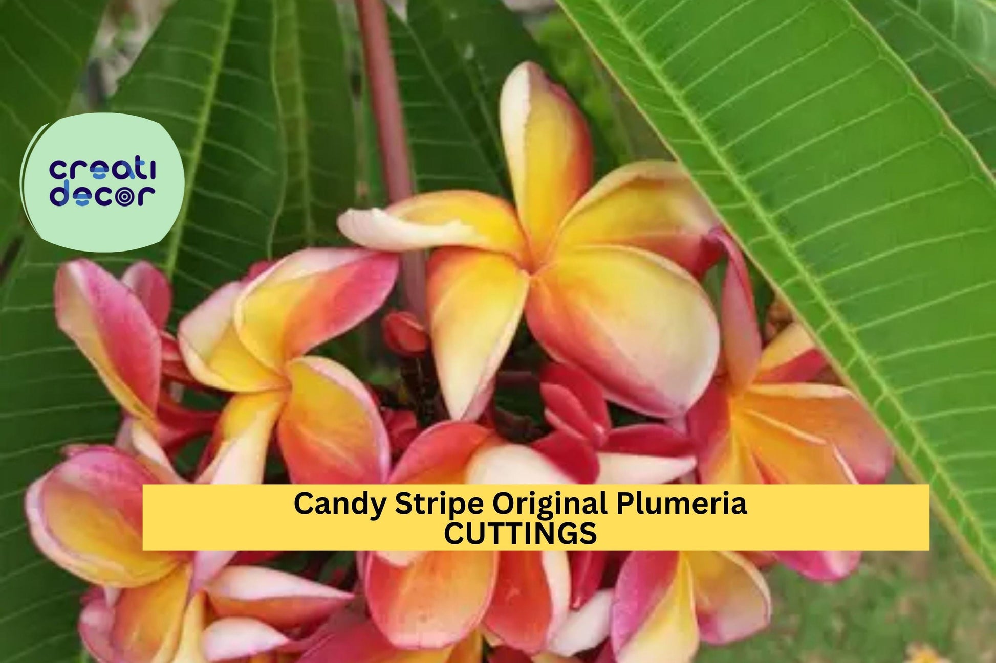 Candy Stripe Plumeria Cutting | 10" Unrooted Stem | Pink & White Striped Frangipani | Plumeria rubra Variety