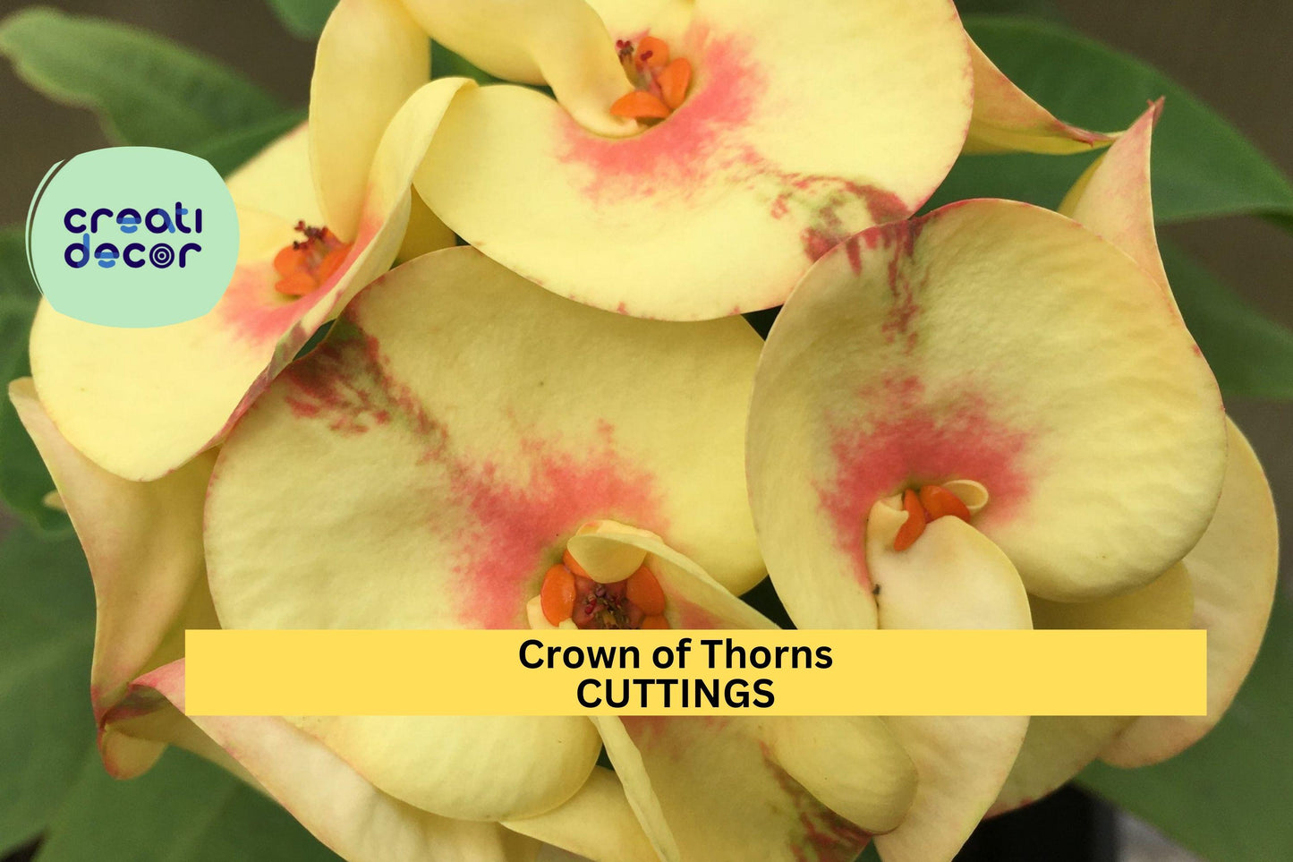 Euphorbia Milii Crown of Thorns 'Chloe' Rooted Cutting | Indoor Succulent with Bright Flowers | Rare Thai Hybrid Plant