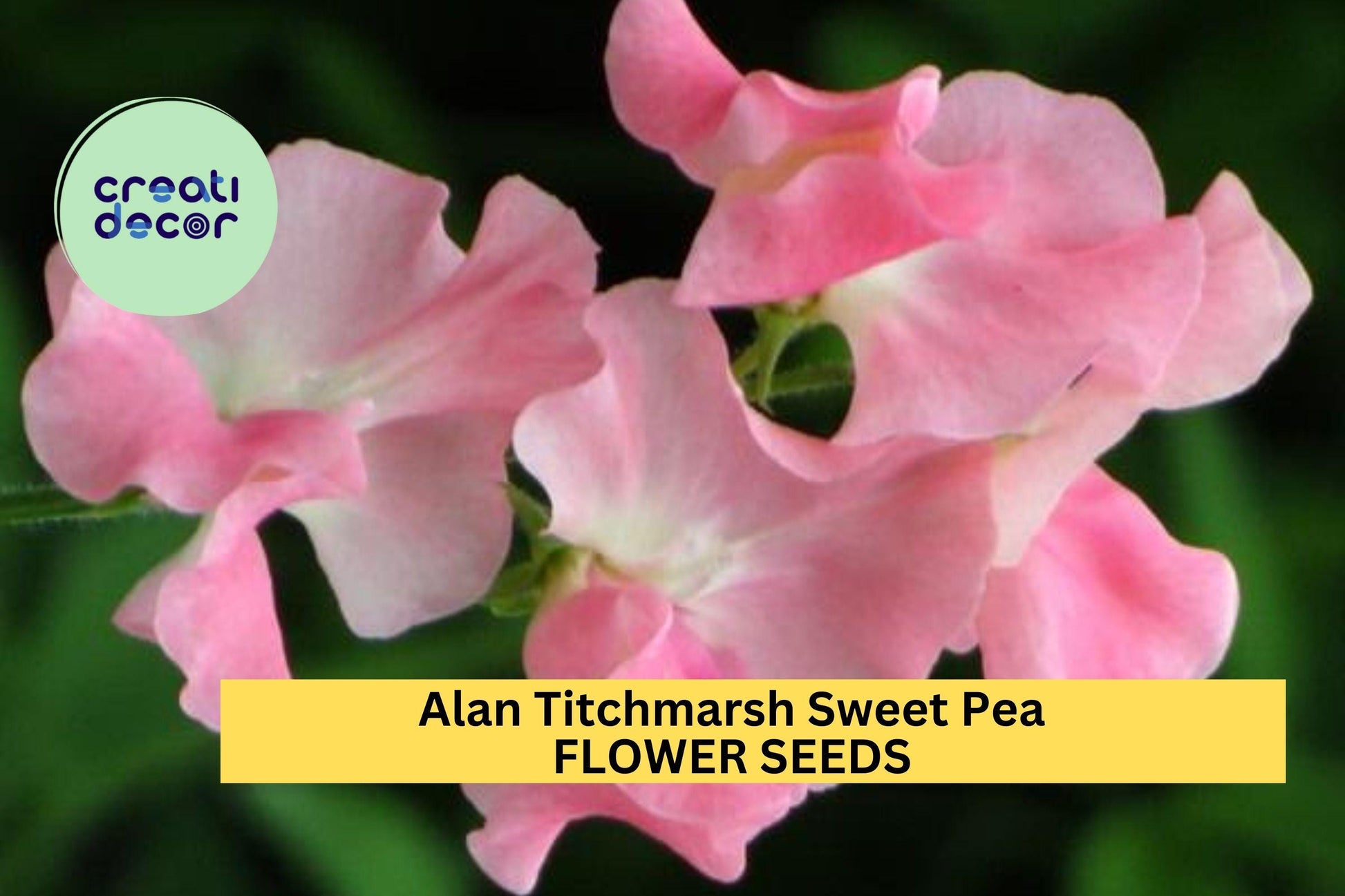 50+ Alan Titchmarsh Sweet Pea Seeds – Fragrant Lavender-Blue Climbing Vines for Trellises & Fences – Lathyrus odoratus