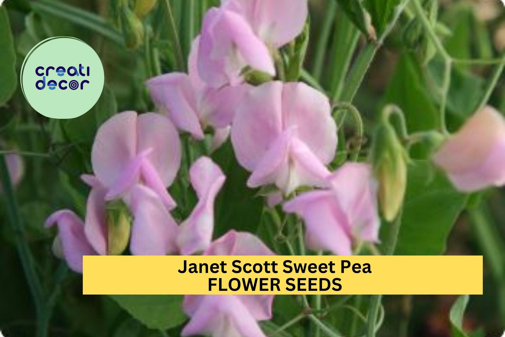 50+ Janet Scott Sweet Pea Seeds – Fragrant Rose-Pink Climbing Vines for Gardens & Bouquets – Lathyrus odoratus, Heirloom Annual