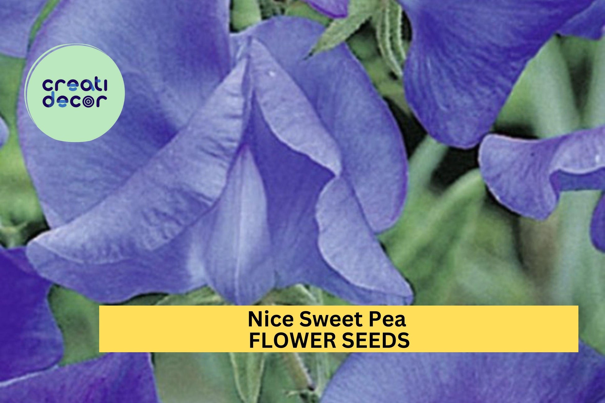 Sweet Pea Seeds – Bi-Color Pink & Lavender Fragrant Climbing Vines for Gardens, Trellises, Fences – Lathyrus odoratus, 50+ Seeds