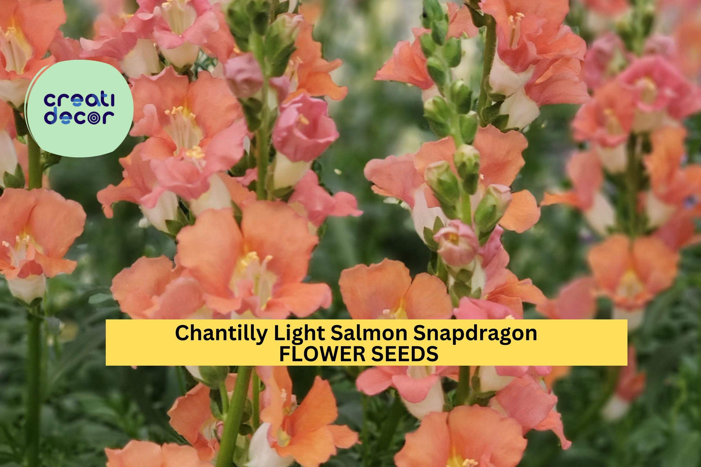 1000+ Chantilly Light Salmon Snapdragon Seeds | Tall Open-Faced Flowers for Garden, Cut Flowers & Borders | Antirrhinum majus
