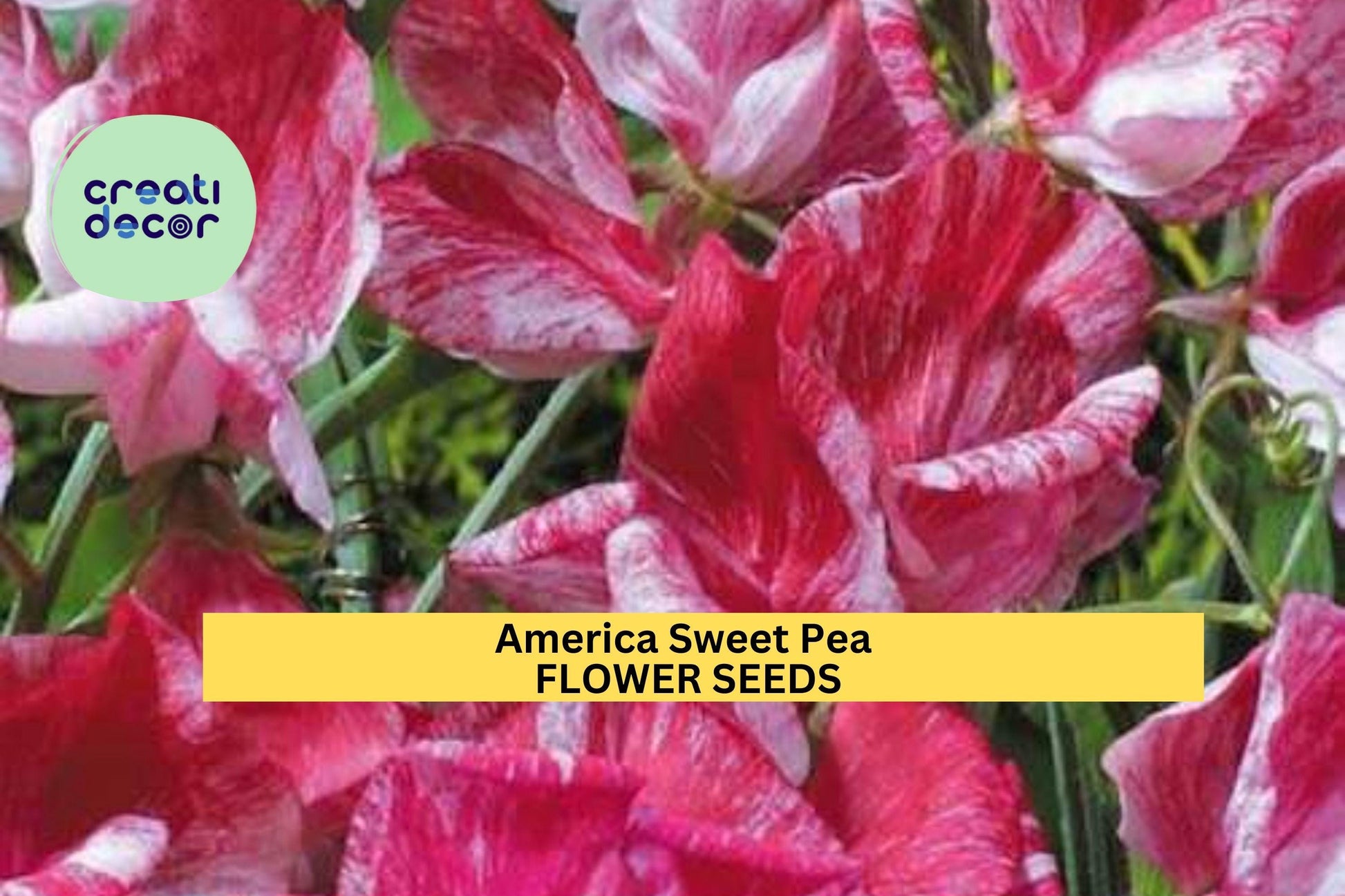 50+ America Sweet Pea Seeds – Red & White Bicolor Fragrant Climbing Vines for Trellises & Cut Flowers – Lathyrus odoratus