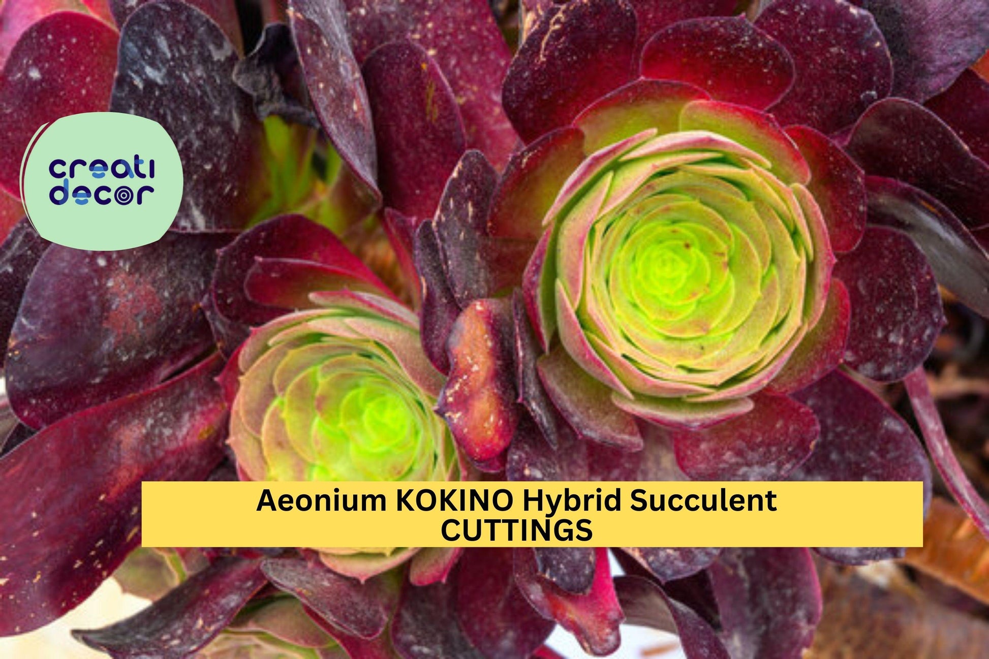 Rare Aeonium Kokino Hybrid Succulent Cuttings – 2 Unrooted Rosette Plants for Propagation, Colorful Desert Succulent