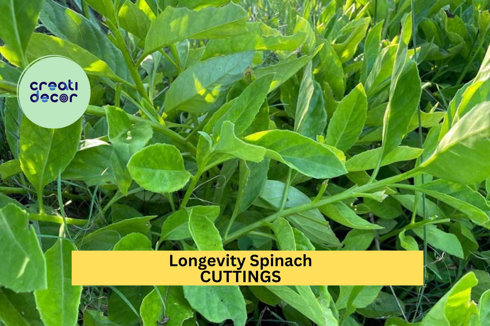 3 Longevity Spinach Cuttings Gynura Procumbens Edible Leafy Plant Starter Pack Free Shipping