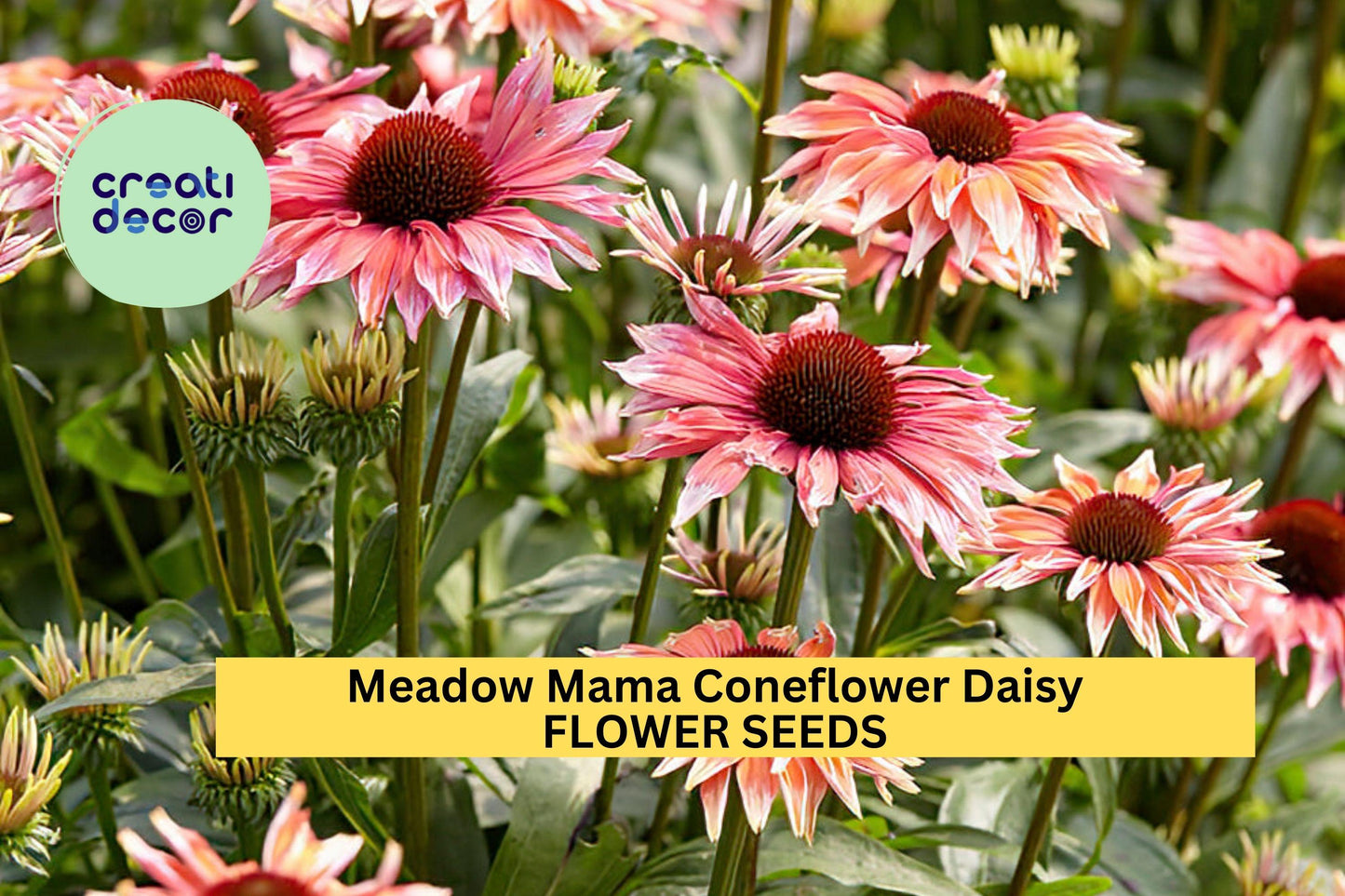 200+ Meadow Mama Coneflower Seeds – Pink & White Echinacea purpurea for Wildflower Gardens, Drought-Tolerant Pollinator Flowers