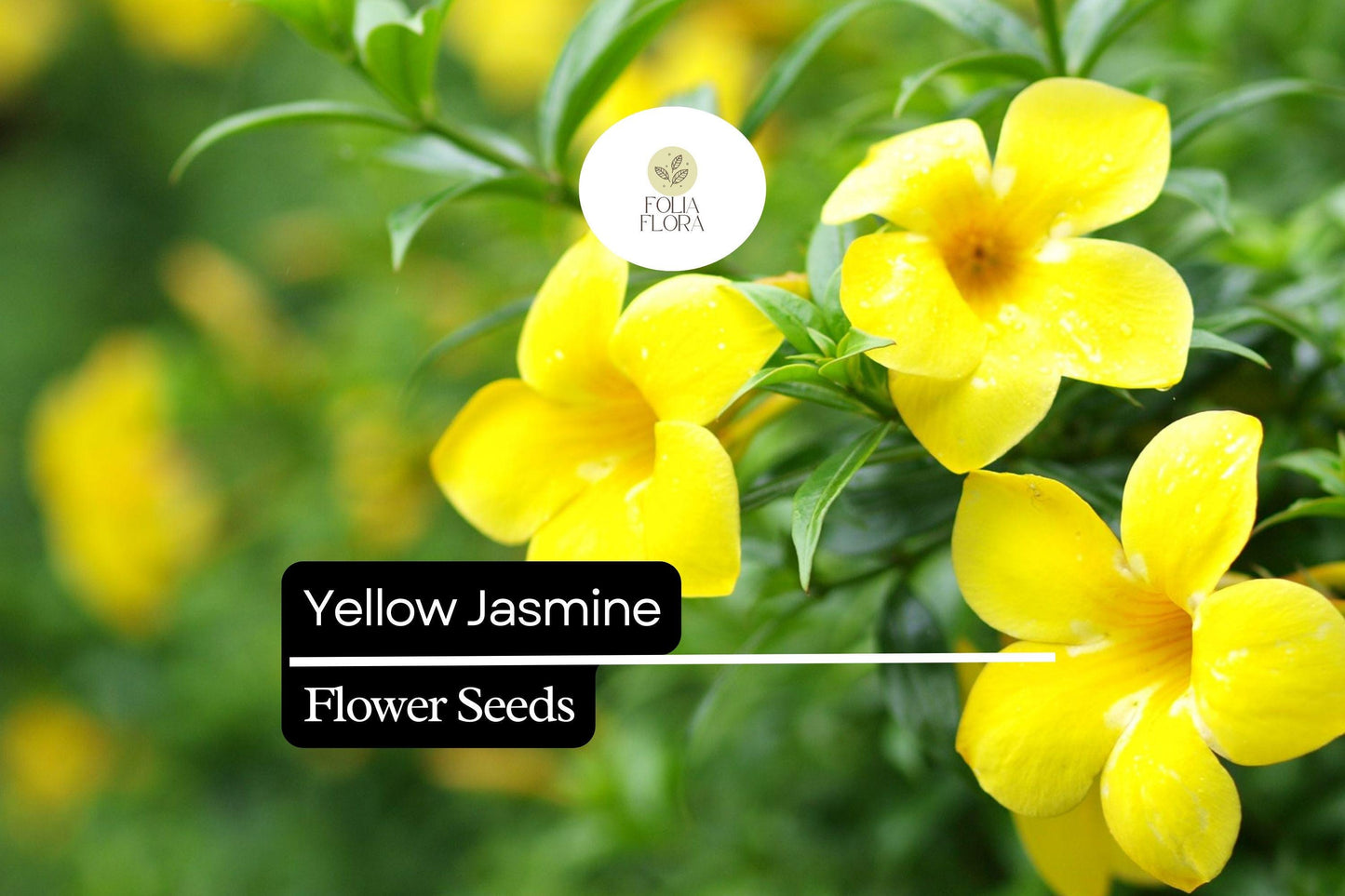 Yellow Jasmine Seeds (25) | Gelsemium sempervirens | Fragrant Evergreen Climbing Vine for Fences & Trellises