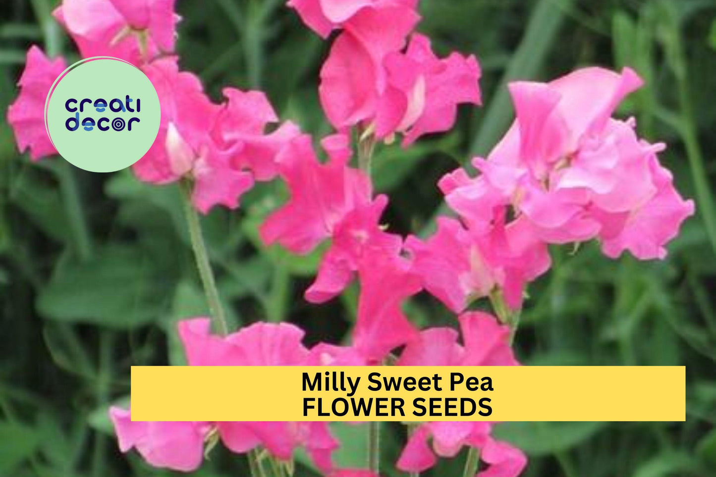 50+ Sweet Pea Seeds Lilac Fragrant Climbing Vines for Trellises & Bouquets | Lathyrus odoratus