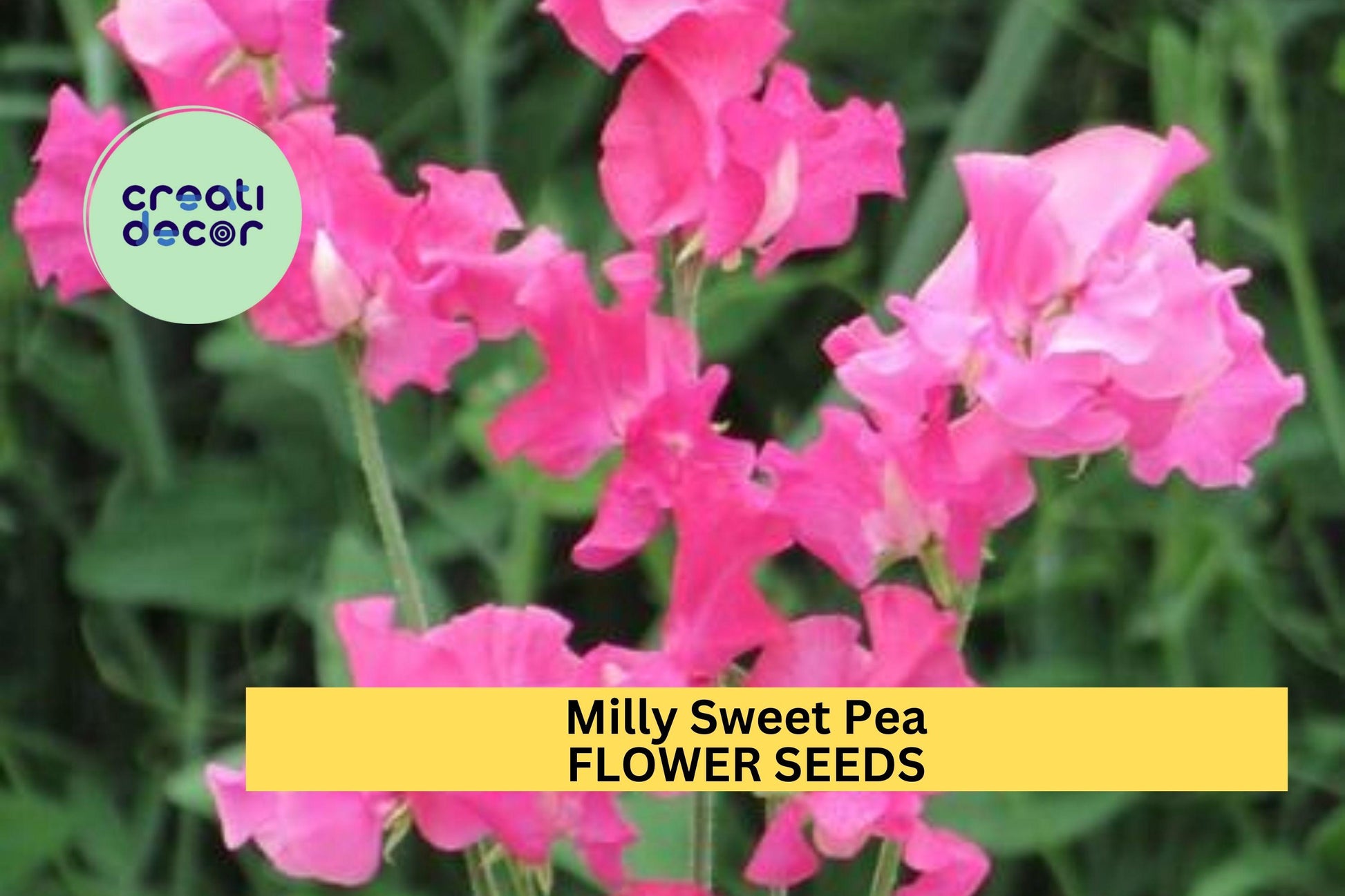 50+ Sweet Pea Seeds Lilac Fragrant Climbing Vines for Trellises & Bouquets | Lathyrus odoratus