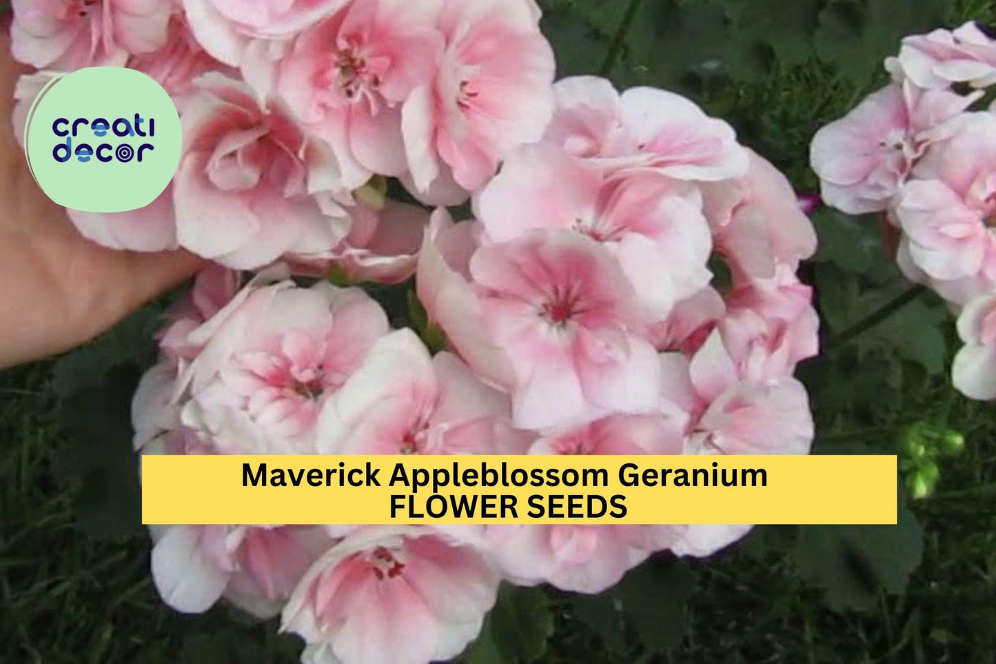 Geranium Seeds 25+ Pelargonium x hortorum Appleblossom Pink & White Flowering Annual Planting