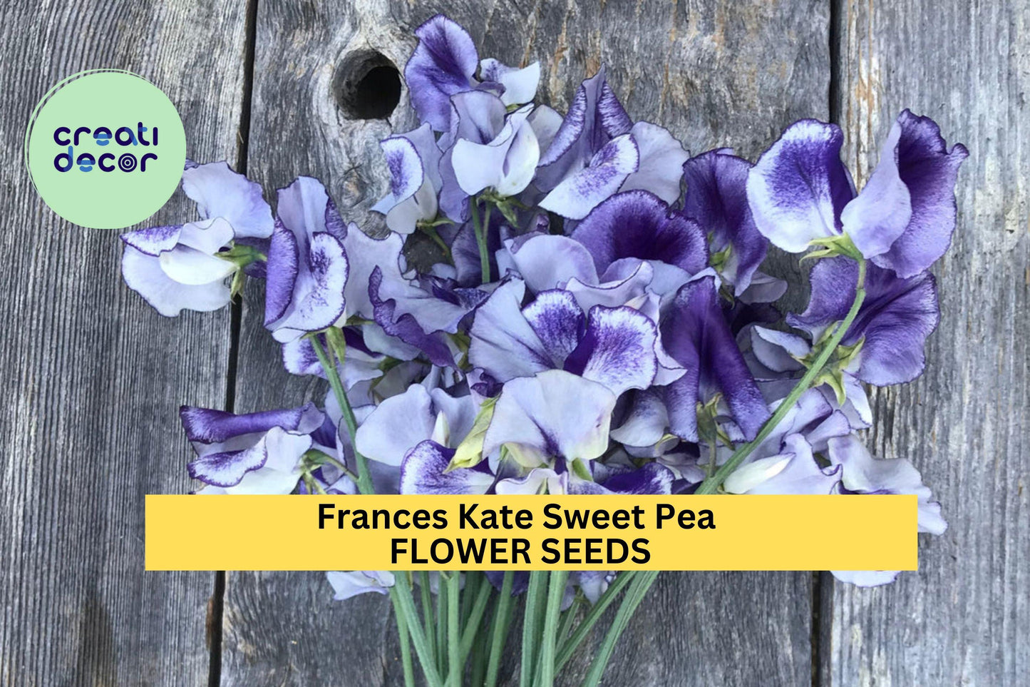 Sweet Pea Seeds 50+ Frances Kate Deep Purple Fragrant Climbing Vines Lathyrus odoratus