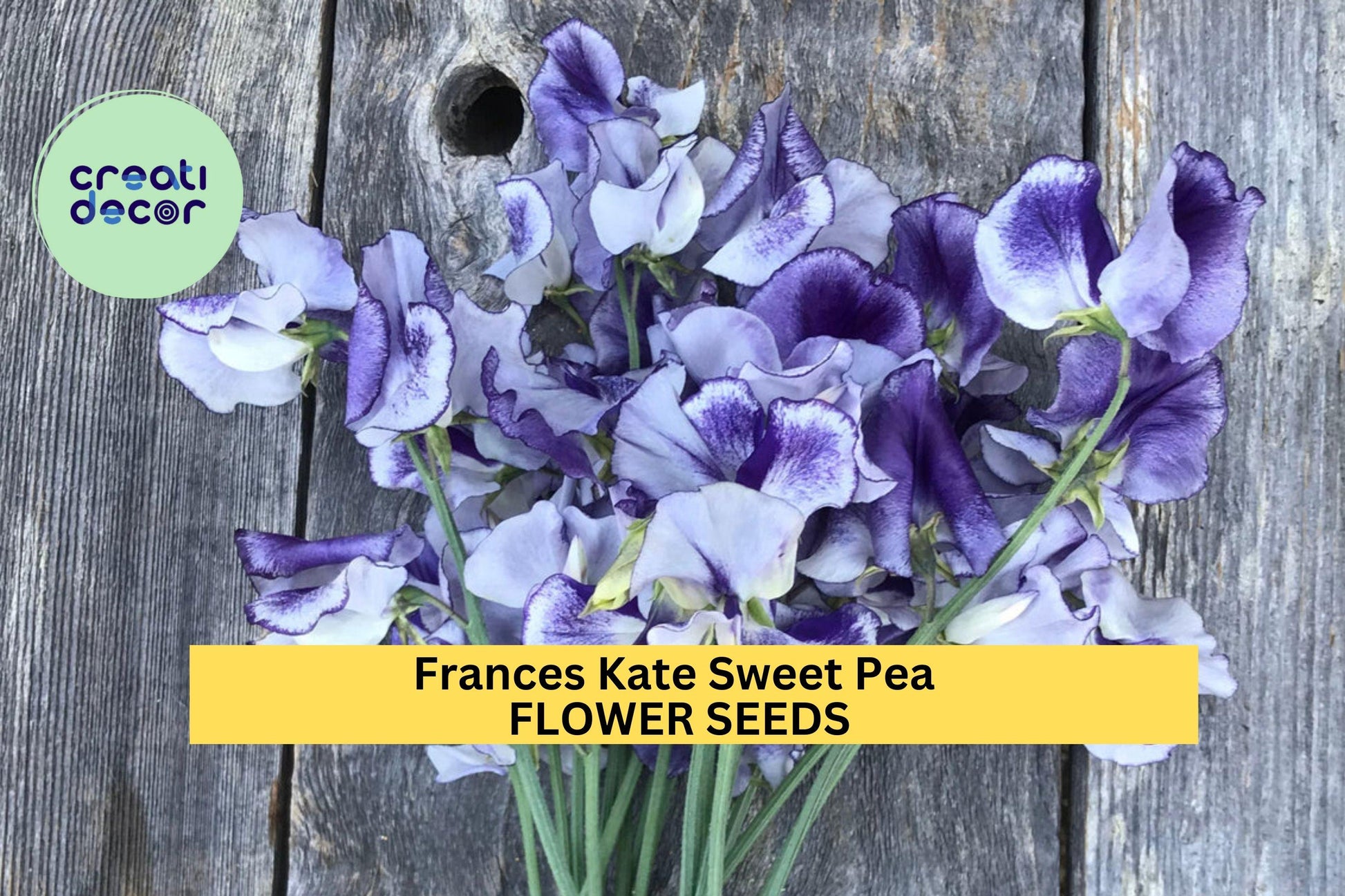 Sweet Pea Seeds 50+ Frances Kate Deep Purple Fragrant Climbing Vines Lathyrus odoratus