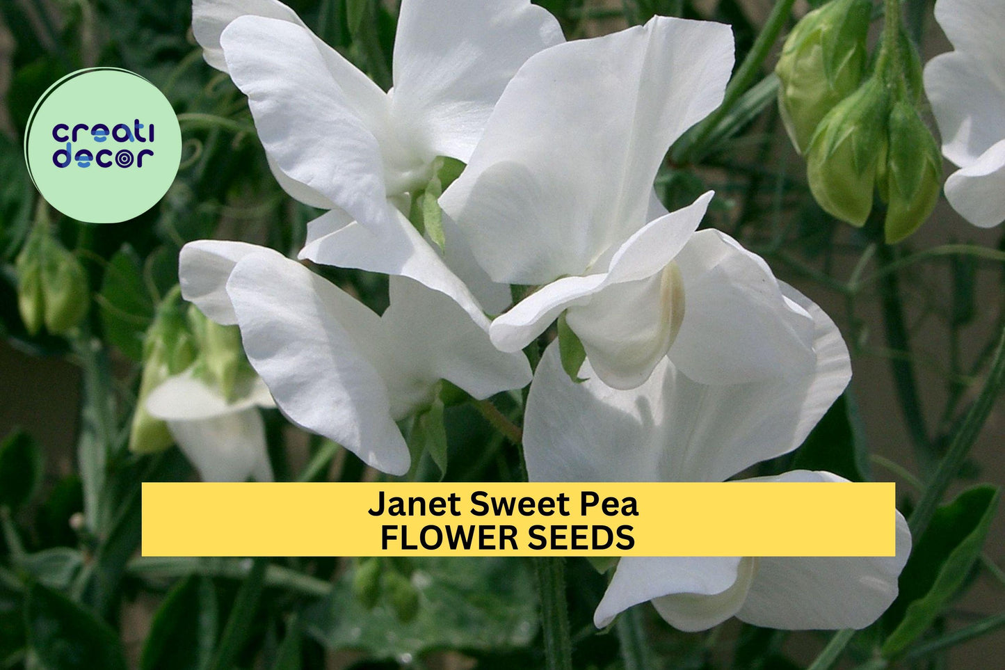 50+ Janet Sweet Pea Seeds – Soft Pink Fragrant Climbing Vines for Gardens, Fences & Bouquets – Lathyrus odoratus
